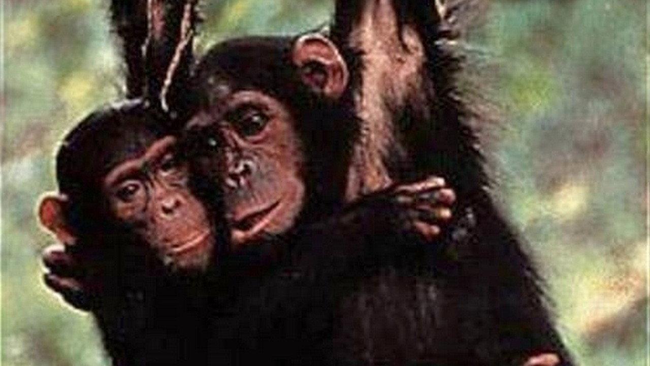 Among the Wild Chimpanzees 1984 movie scene