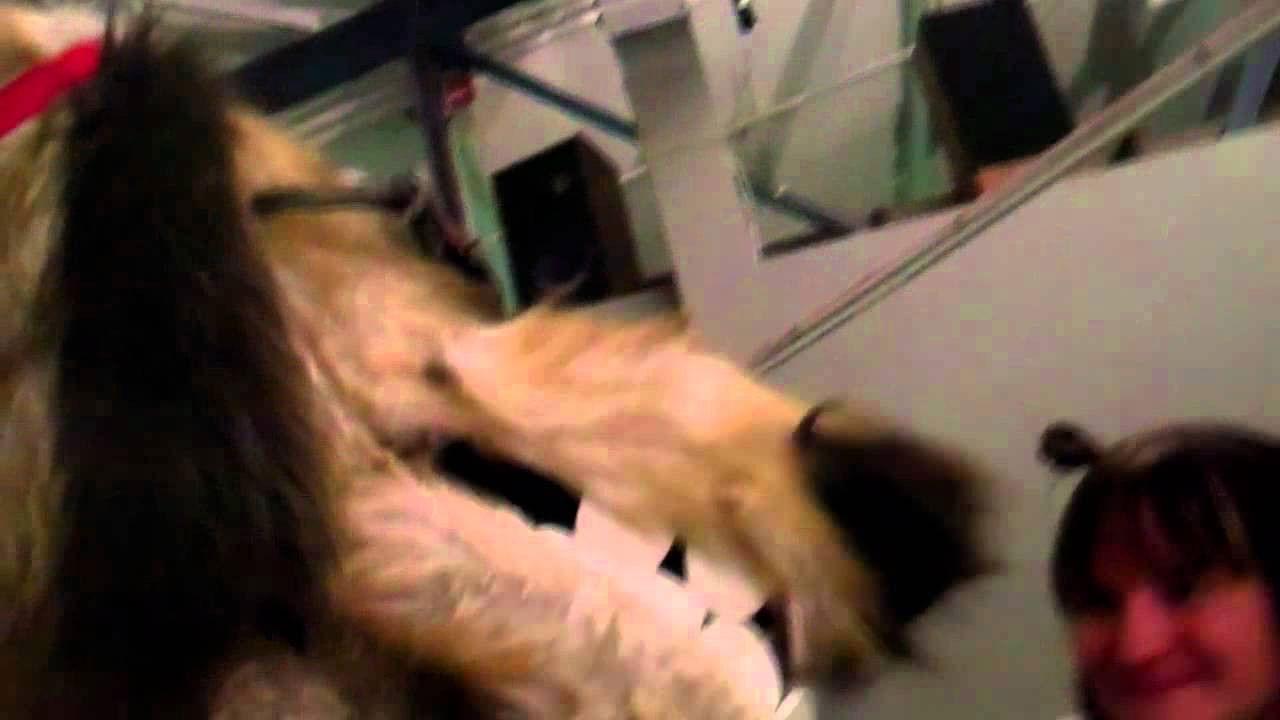 Doggiewoggiez! Poochiewoochiez! 2012 movie scene
