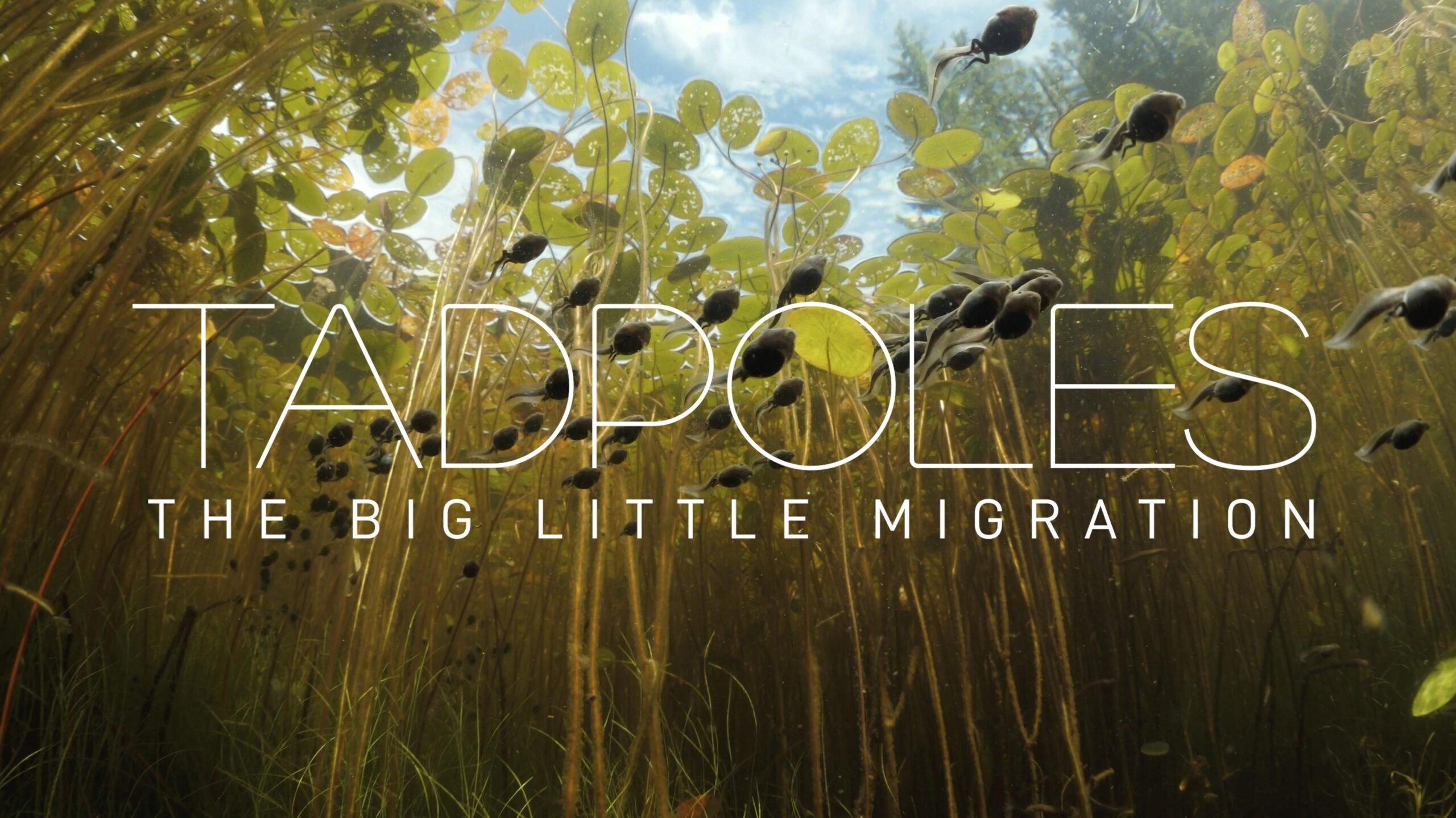 Tadpoles: The Big Little Migration 2020 movie scene