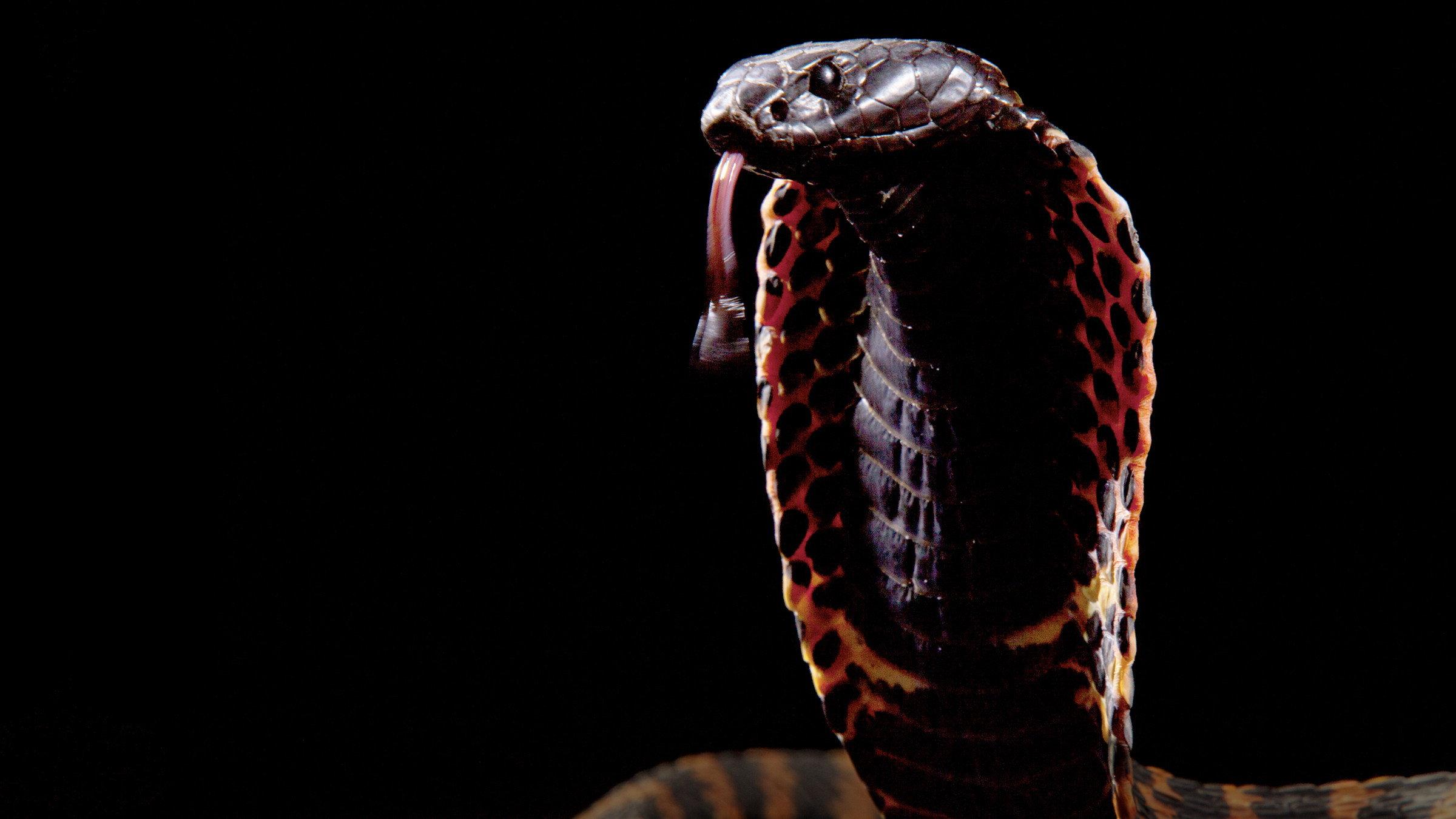 Cobra Mafia 2015 movie scene