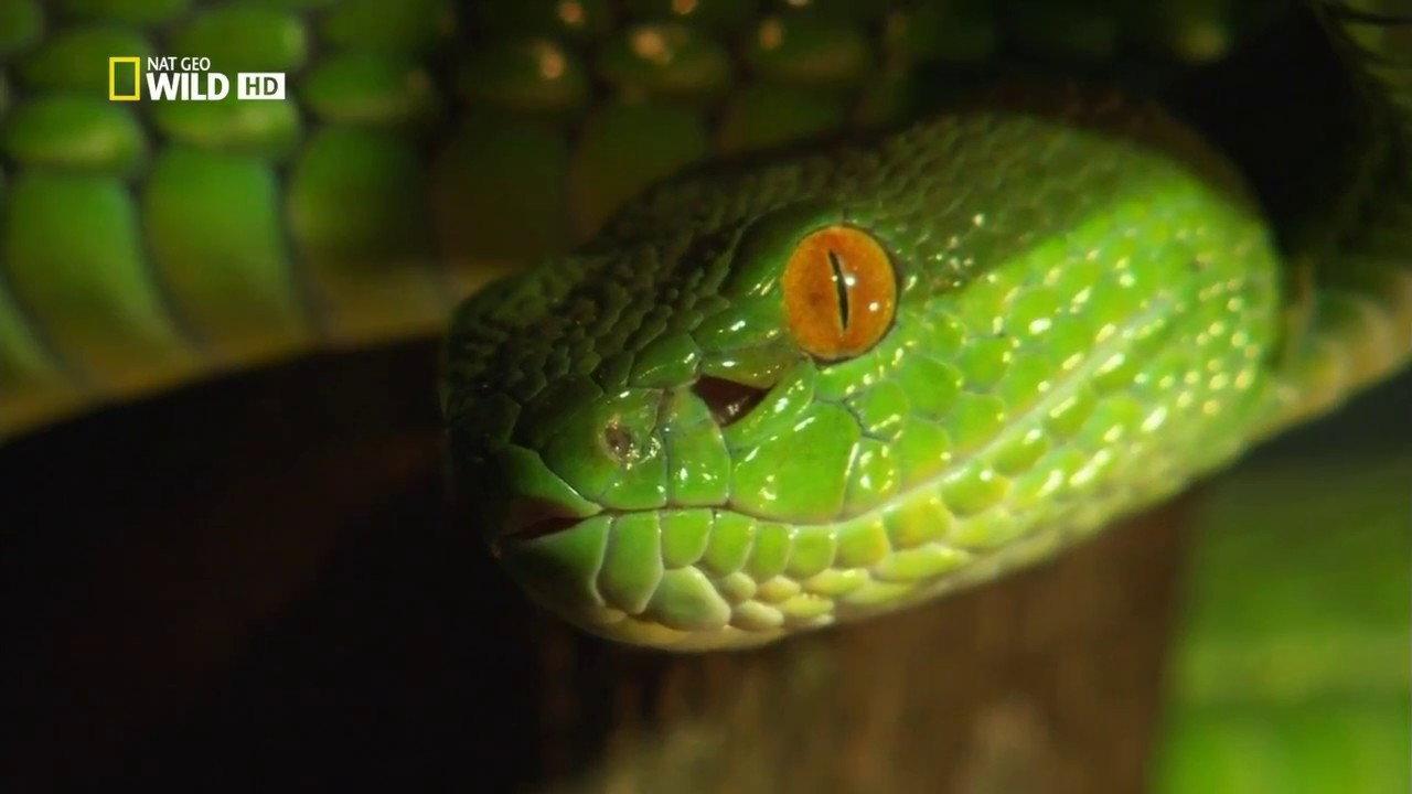 Venom Islands 2012 movie scene