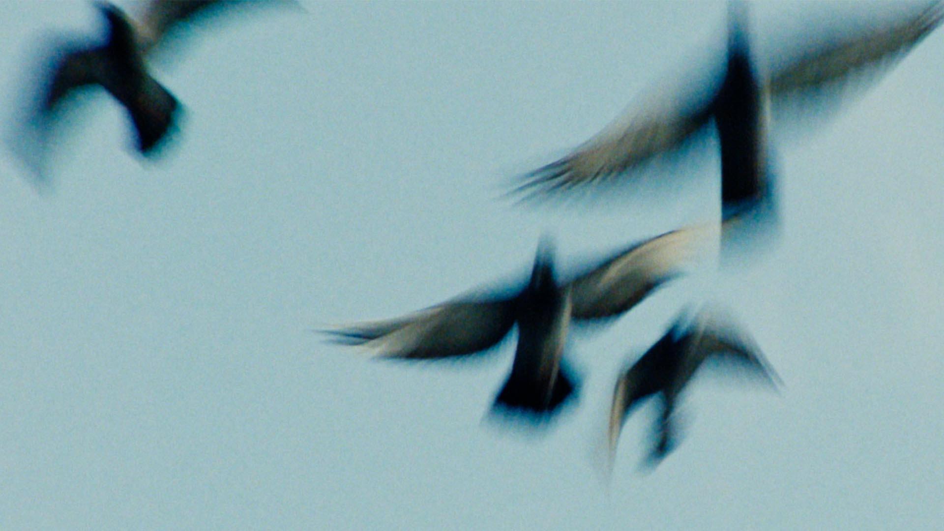 Pigeonman 2026 movie scene