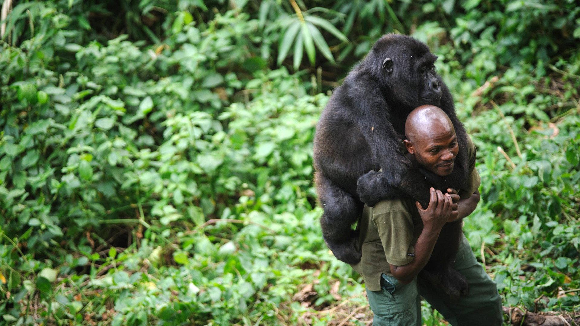 Virunga 2014 movie scene