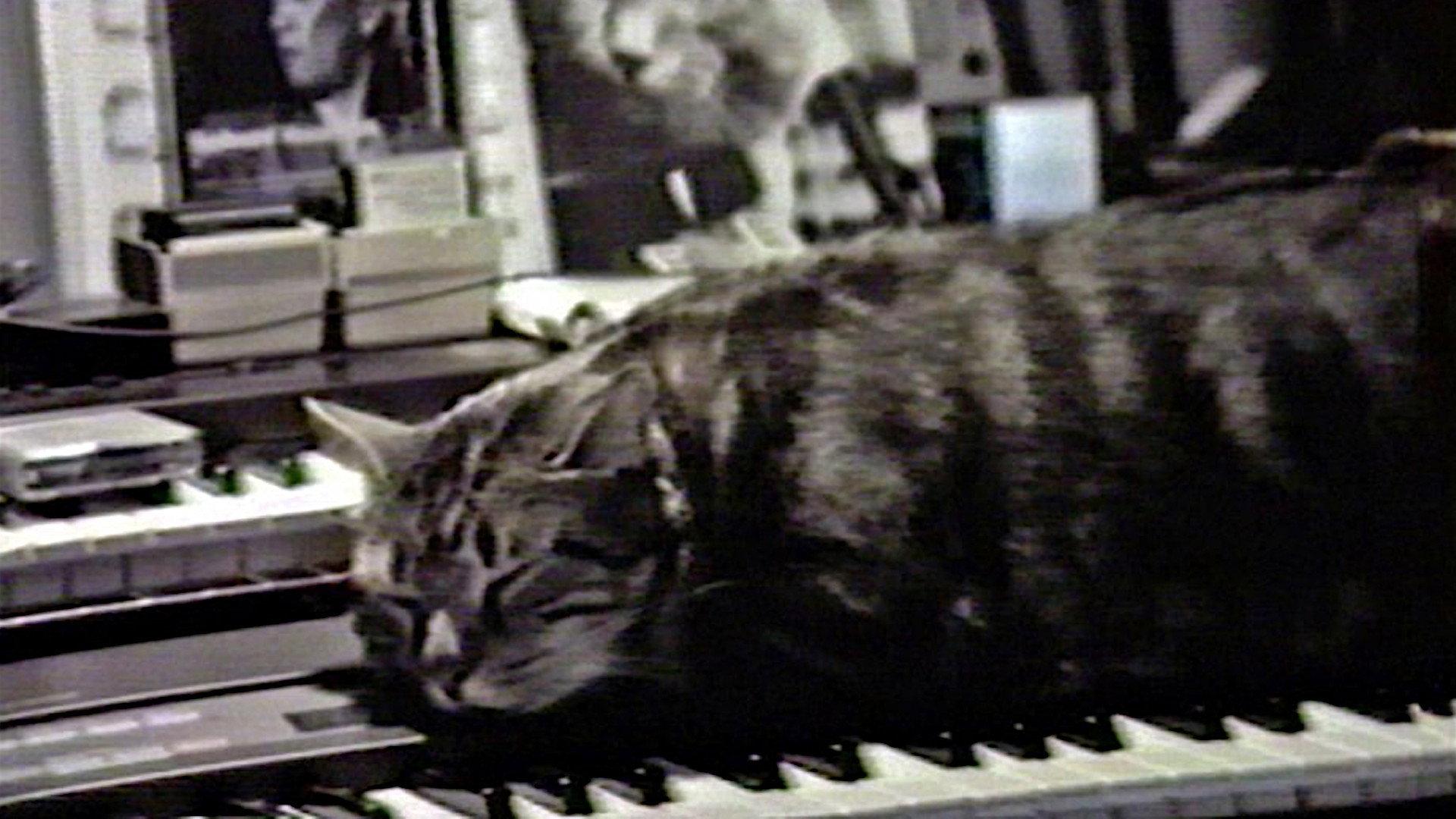 Cat Listening to Music 1988 movie scene