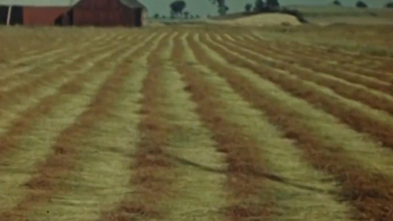 Flax from Canada - Part One: Growing Flax 1947 movie scene