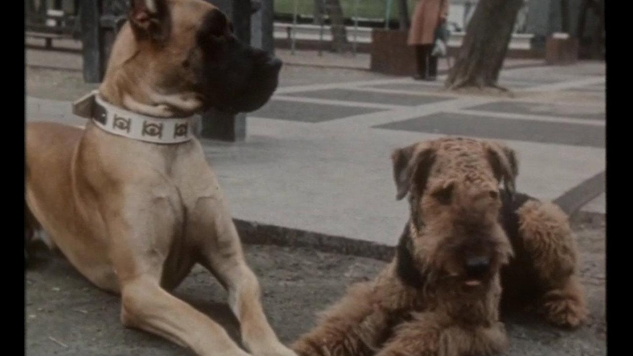 A Puppy from the Constellation of the Dog 1991 movie scene
