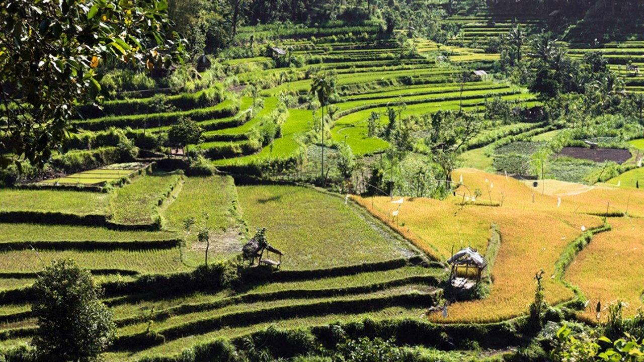 Tropenparadies Bali - Eine Perle Indonesiens 2016 movie scene