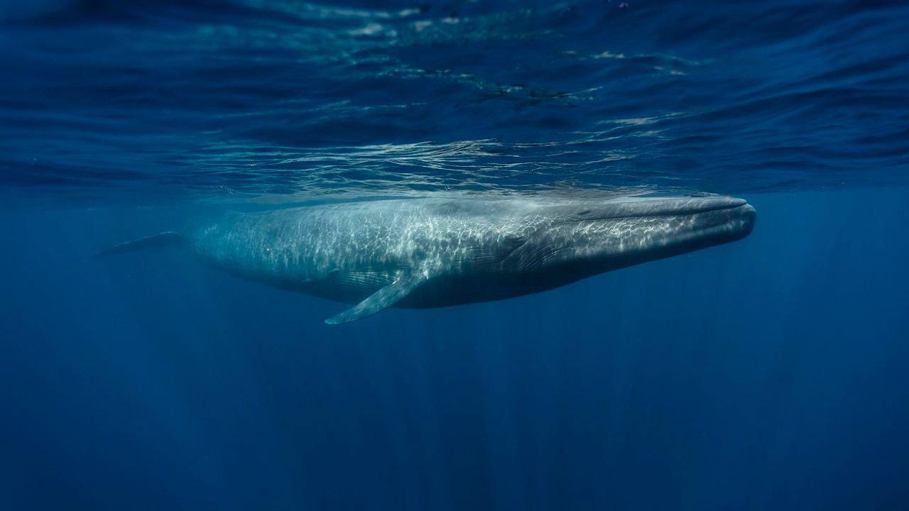 Le retour des baleines à bosse 2025 movie scene