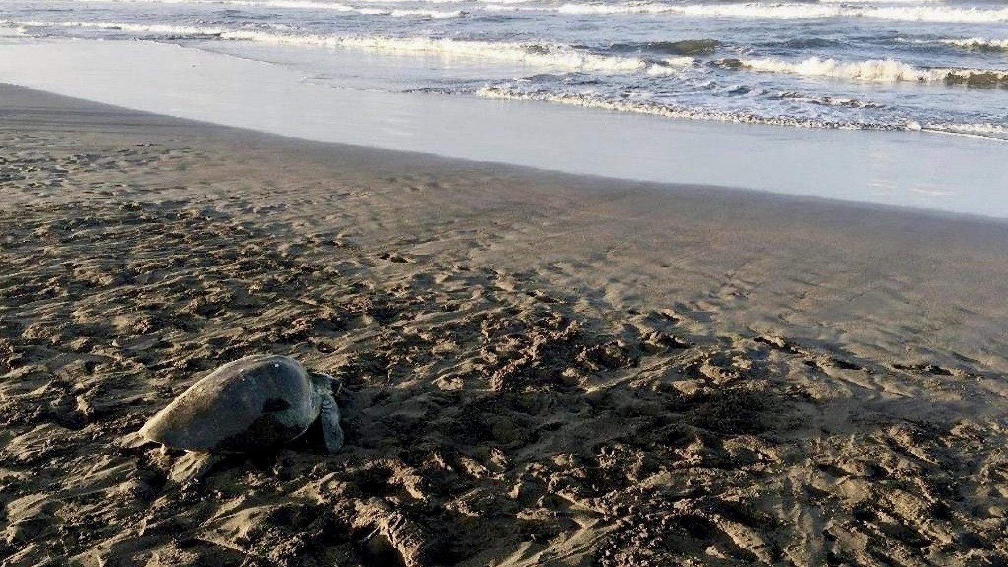 Turtle Beach 2019 movie scene