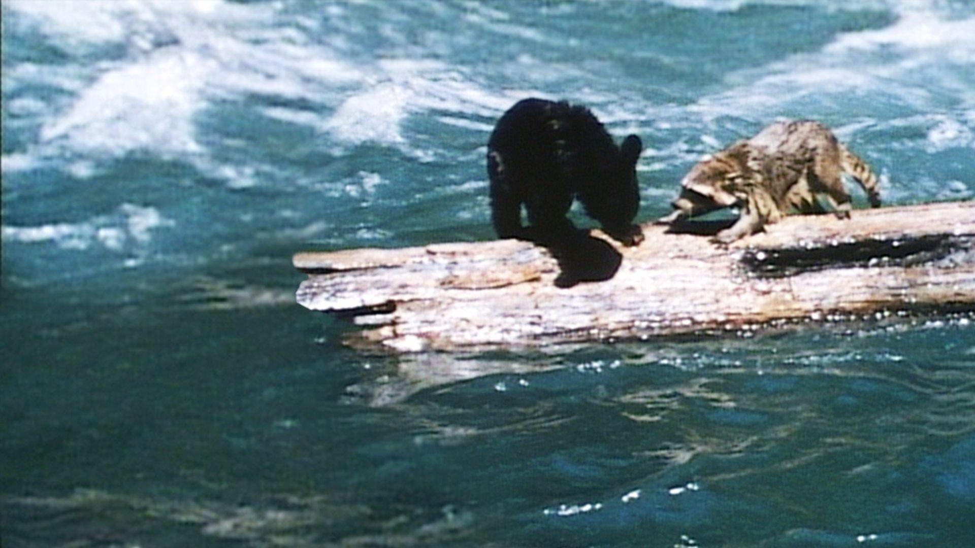 A Tale of Two Critters 1977 movie scene
