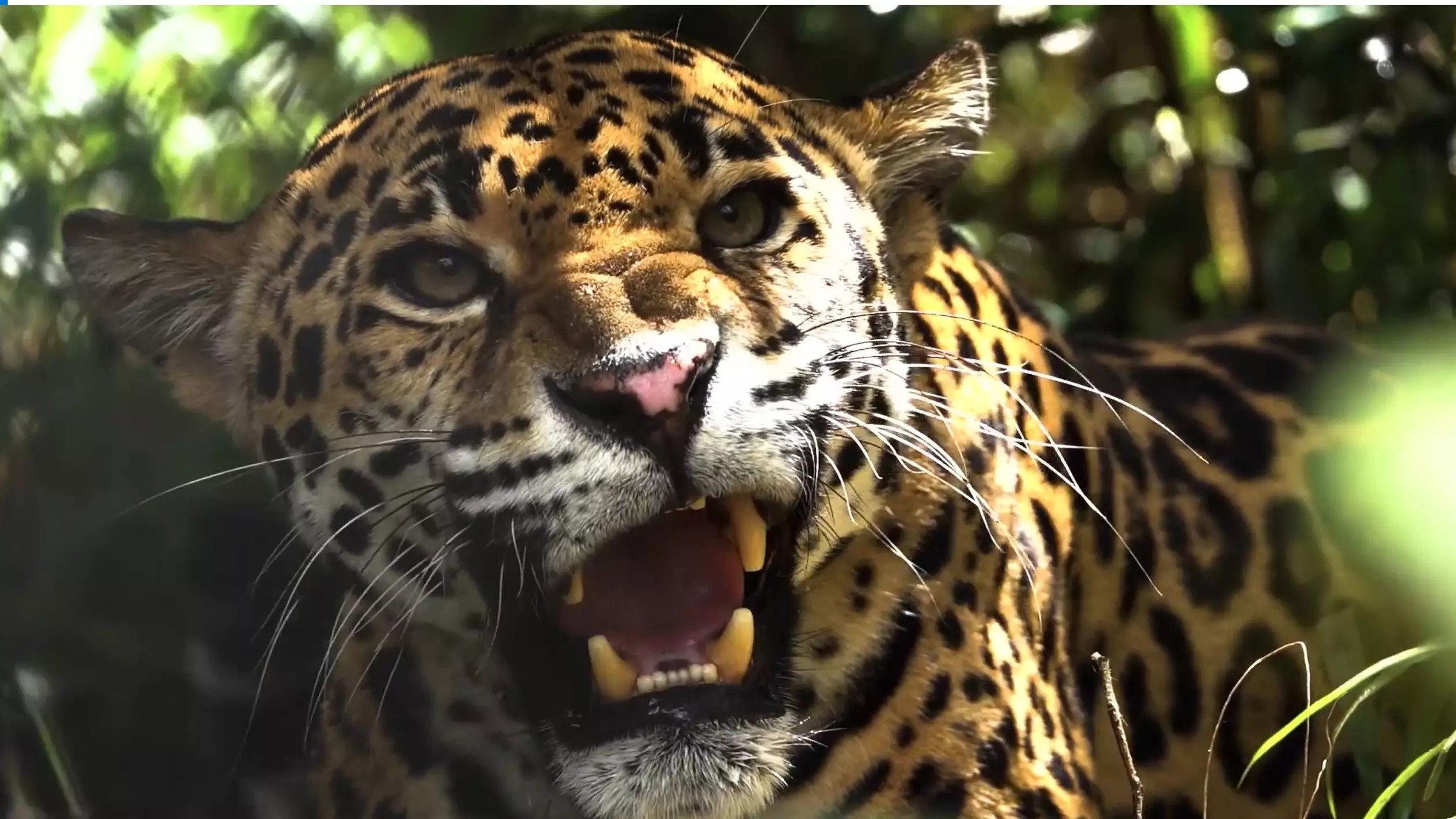 Expedition Artenschutz - Auf der Spur des Jaguars 2026 movie scene