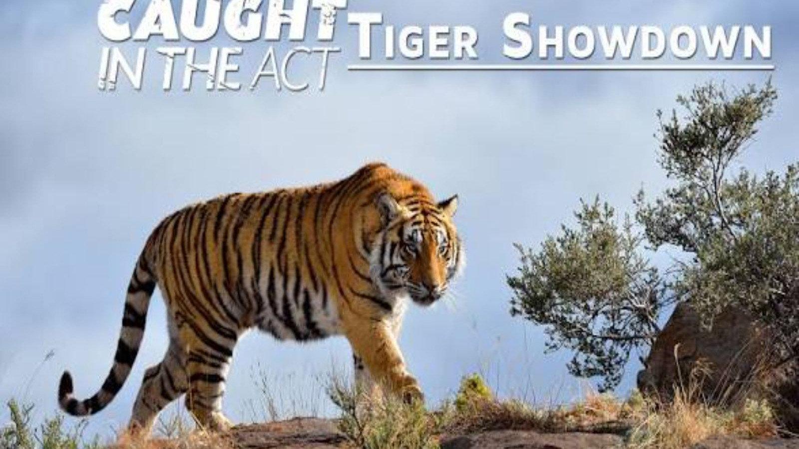 Caught In The Act: Tiger Showdown 2011 movie scene