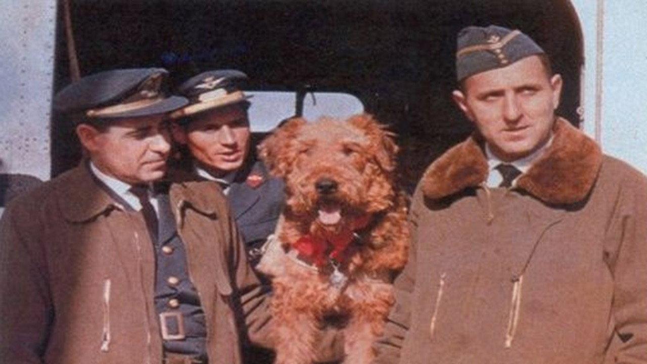 The Ballad of Hector the Stowaway Dog 1964 movie scene