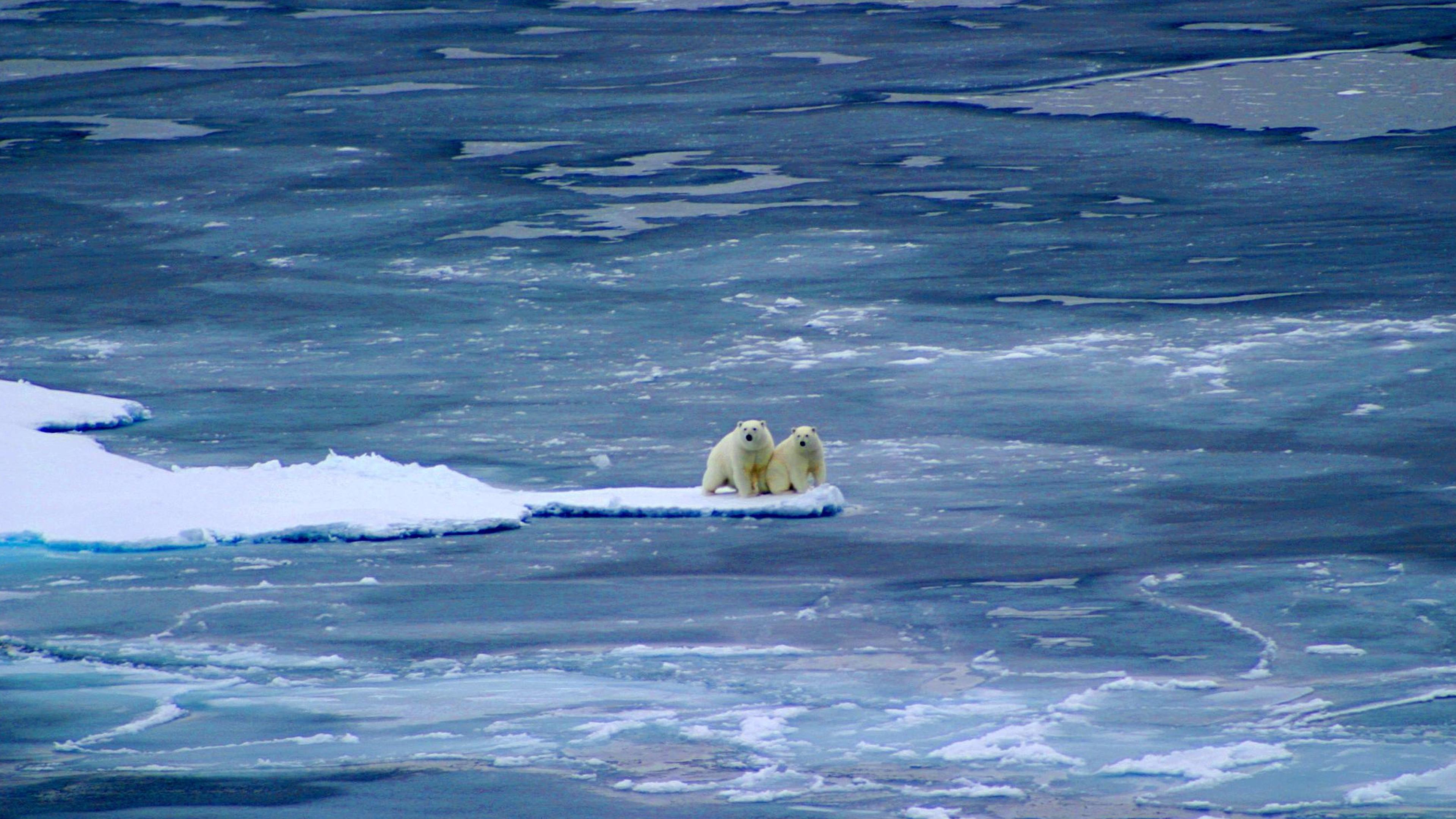 Polar Bear: Spy on the Ice 2011 movie scene