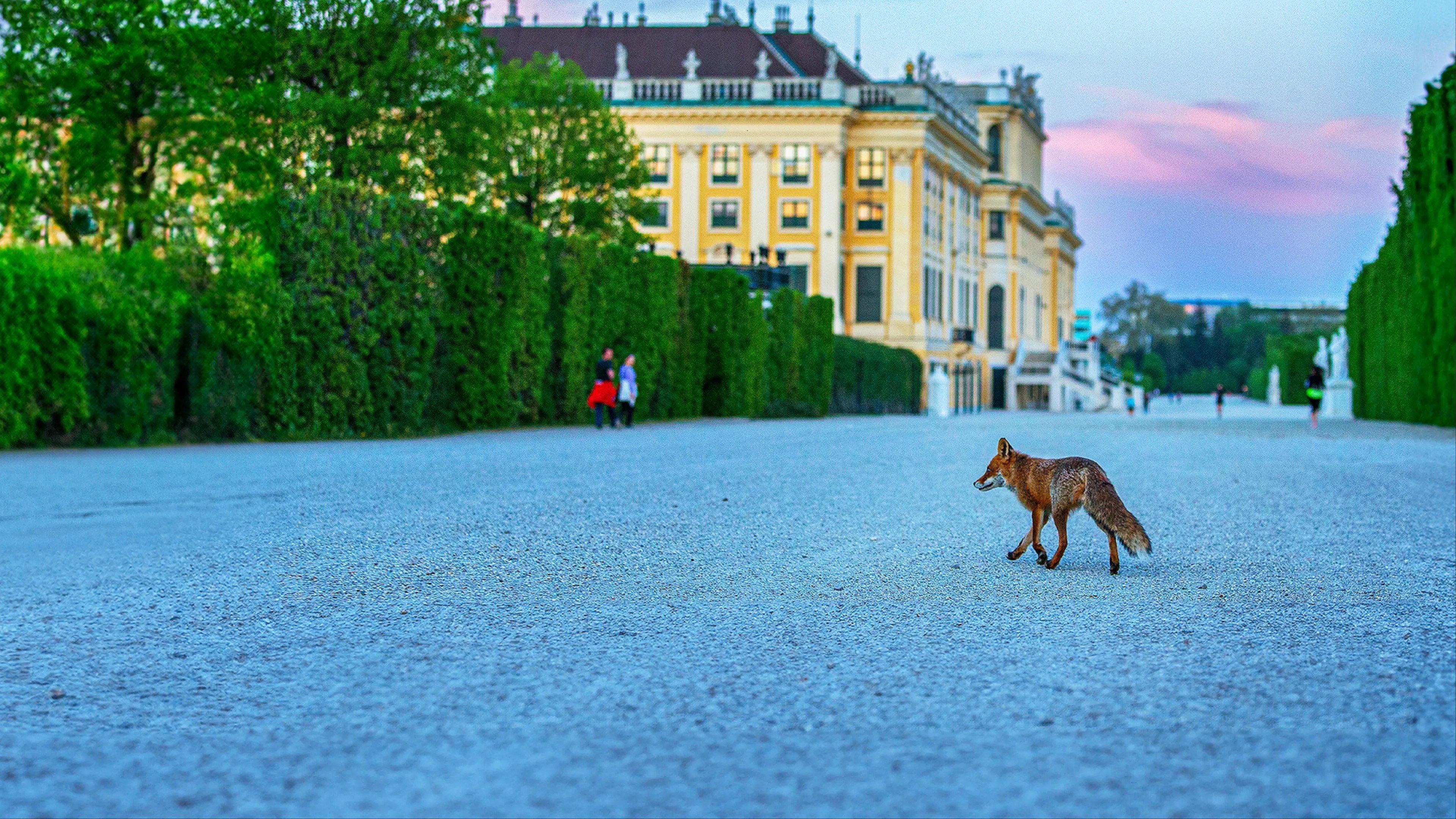 Wild Vienna 2025 movie scene
