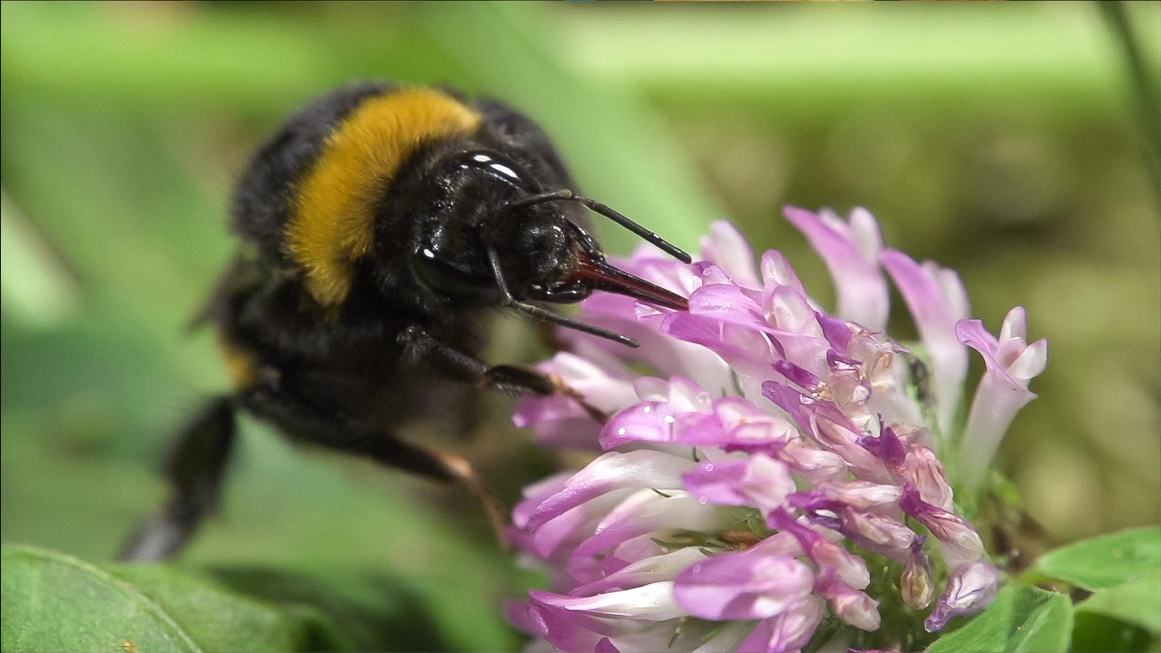 Hummeln - Bienen im Pelz 2013 movie scene