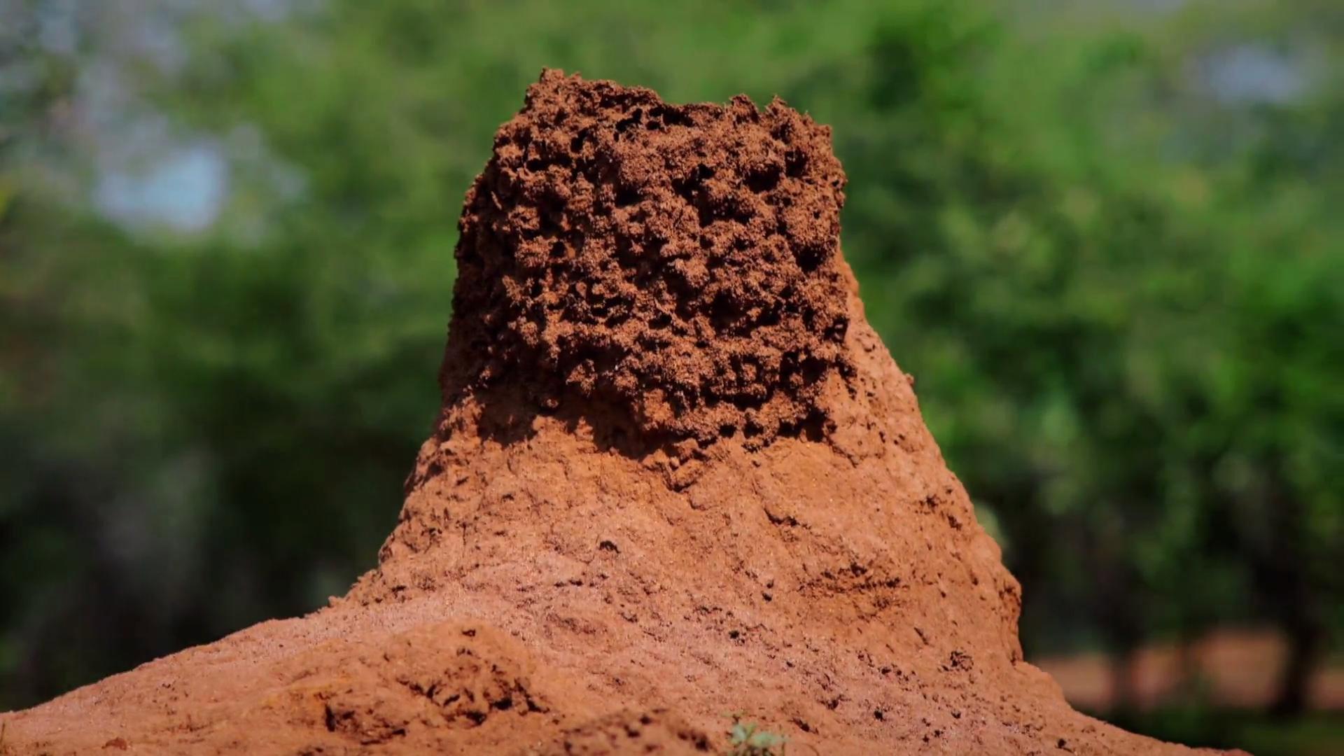 Termites: The Inner Sanctum 2012 movie scene