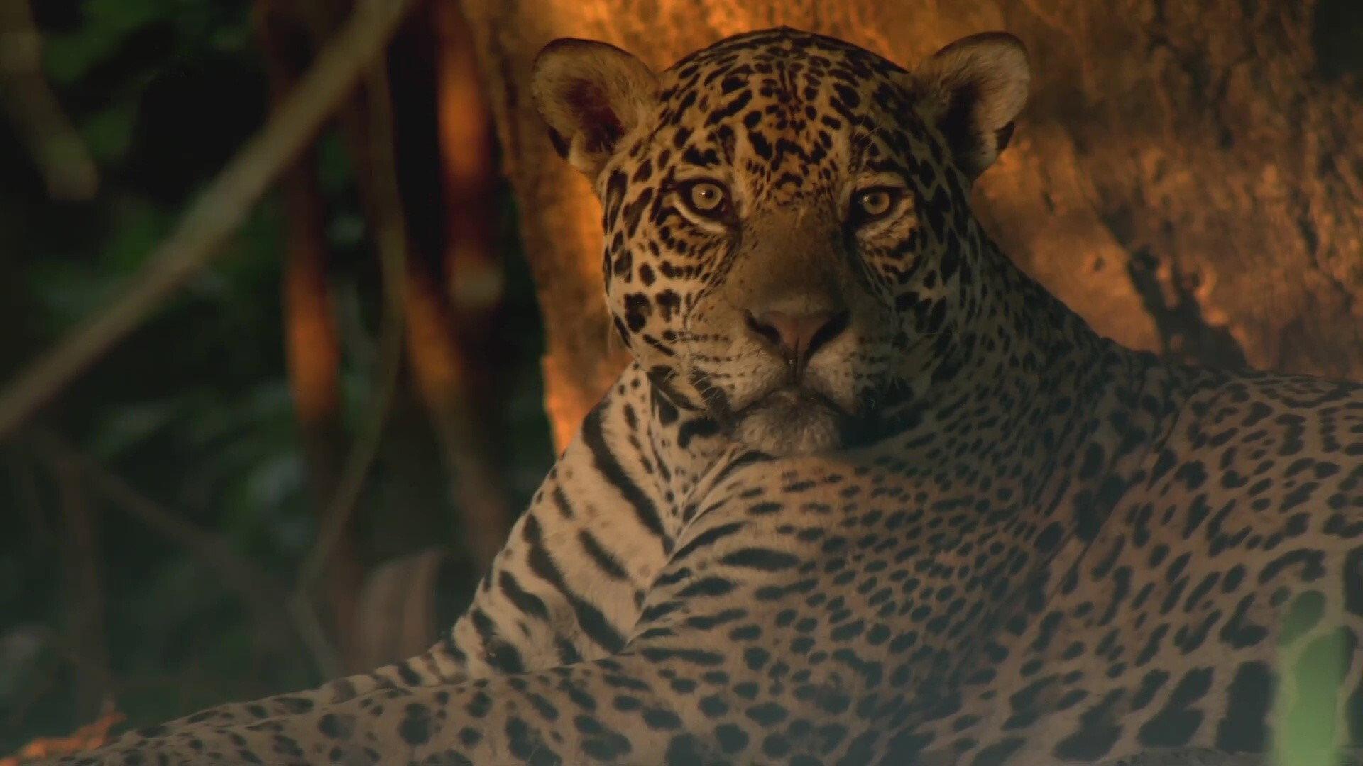 Jaguars of the Pantanal 2016 movie scene