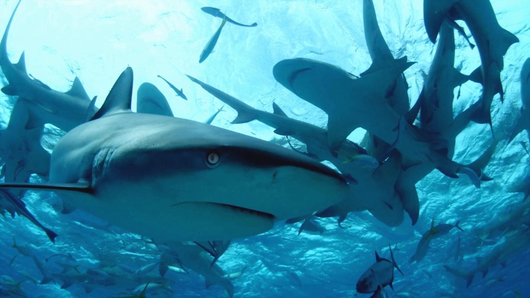 Diving with Sharks: The Ultimate Guide movie scene