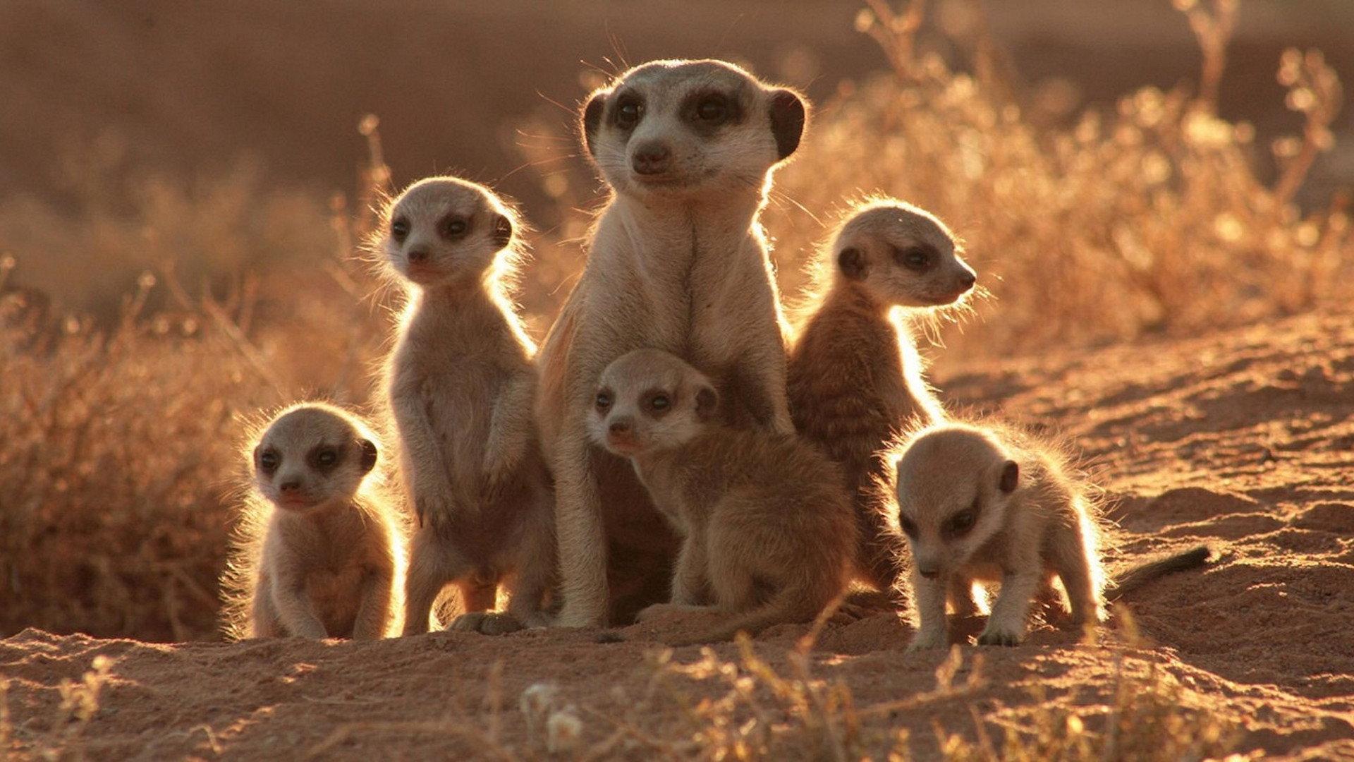 The Meerkats 2008 movie scene