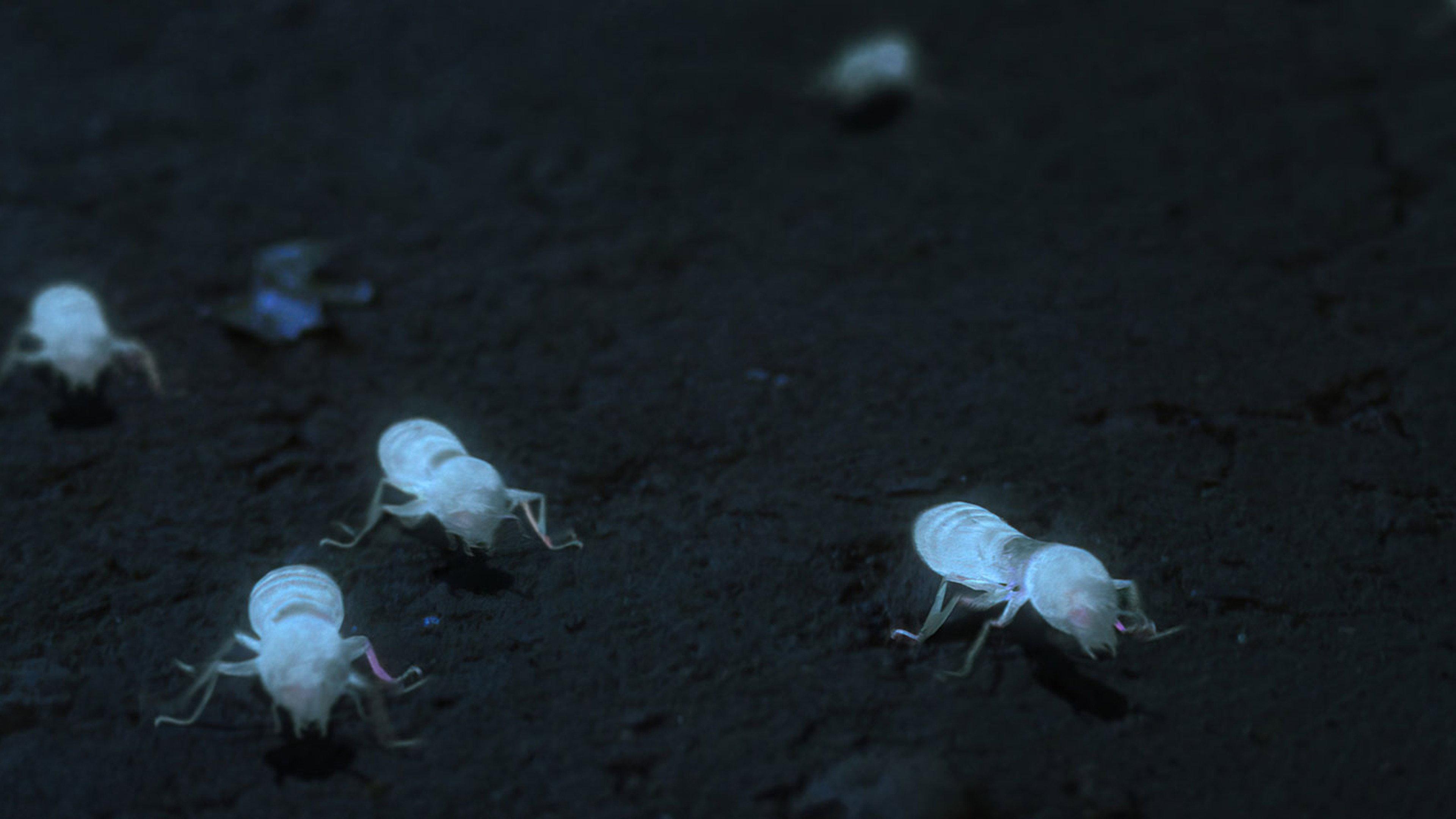 White Ant 2023 movie scene