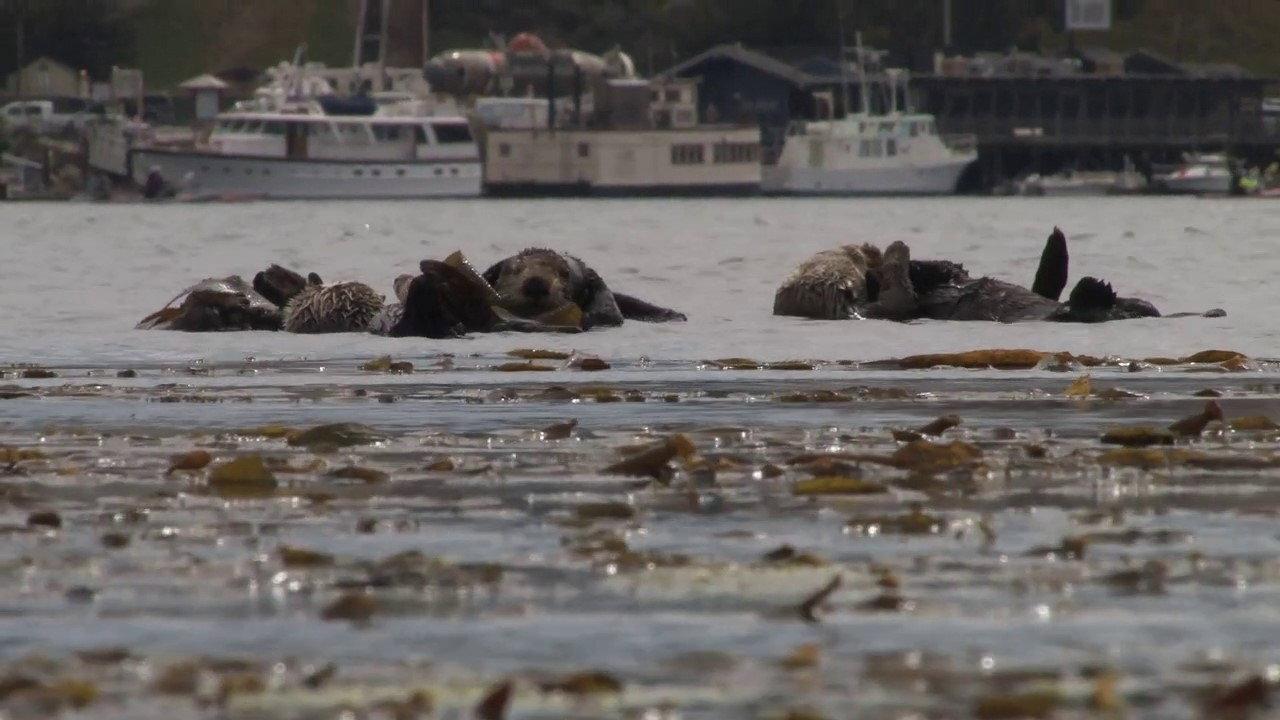No Otter Zone 2012 movie scene