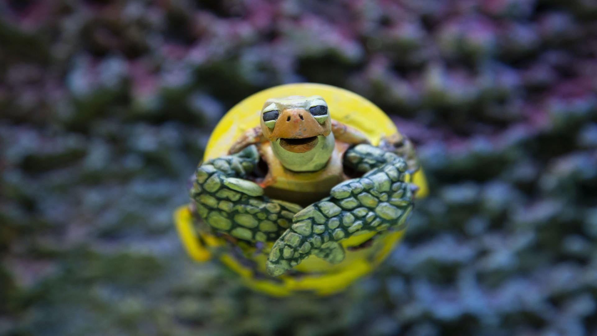 The Plastic Turtle 2019 movie scene