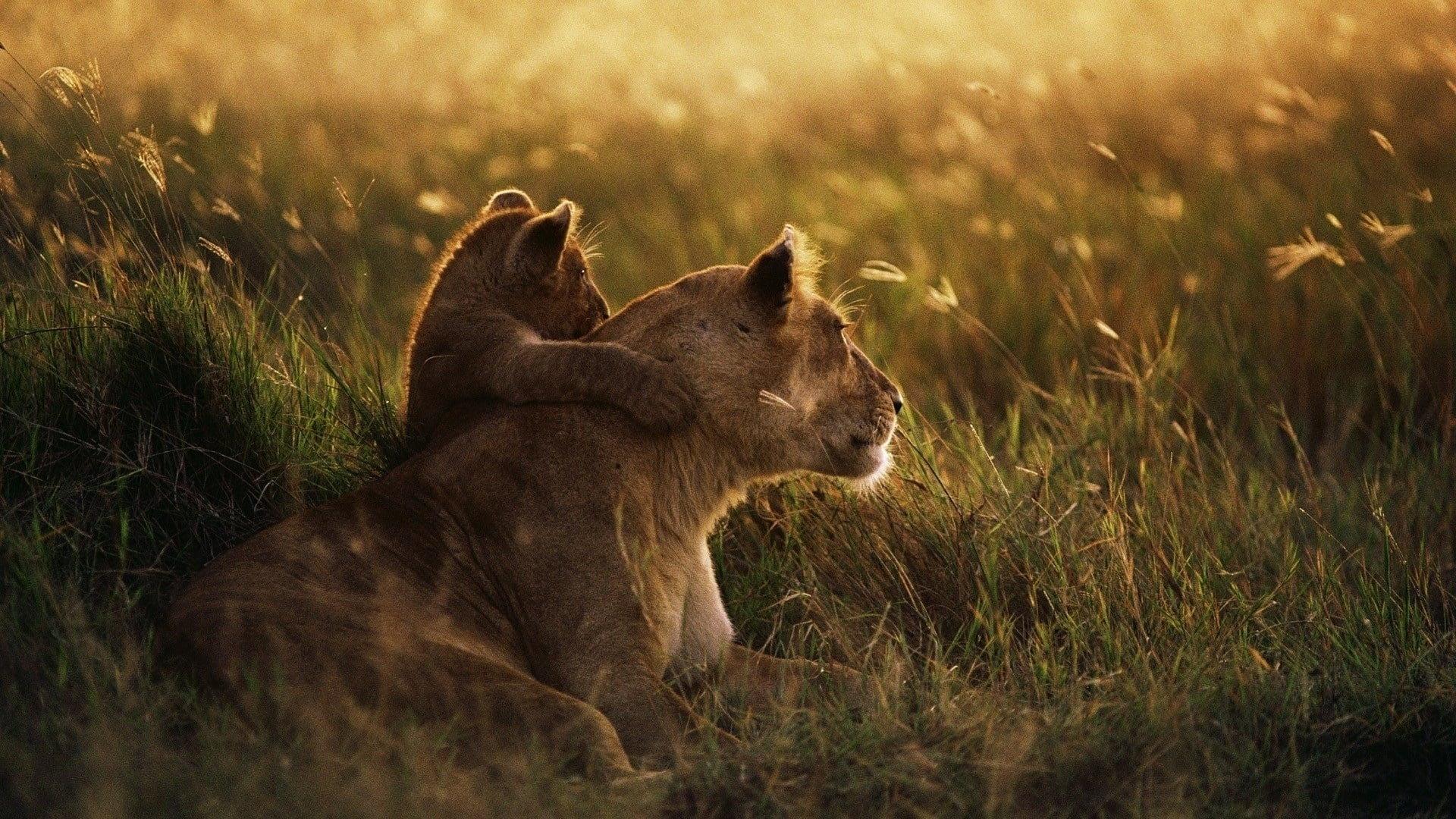 Serengeti - Im Reich der Antilopen 2012 movie scene