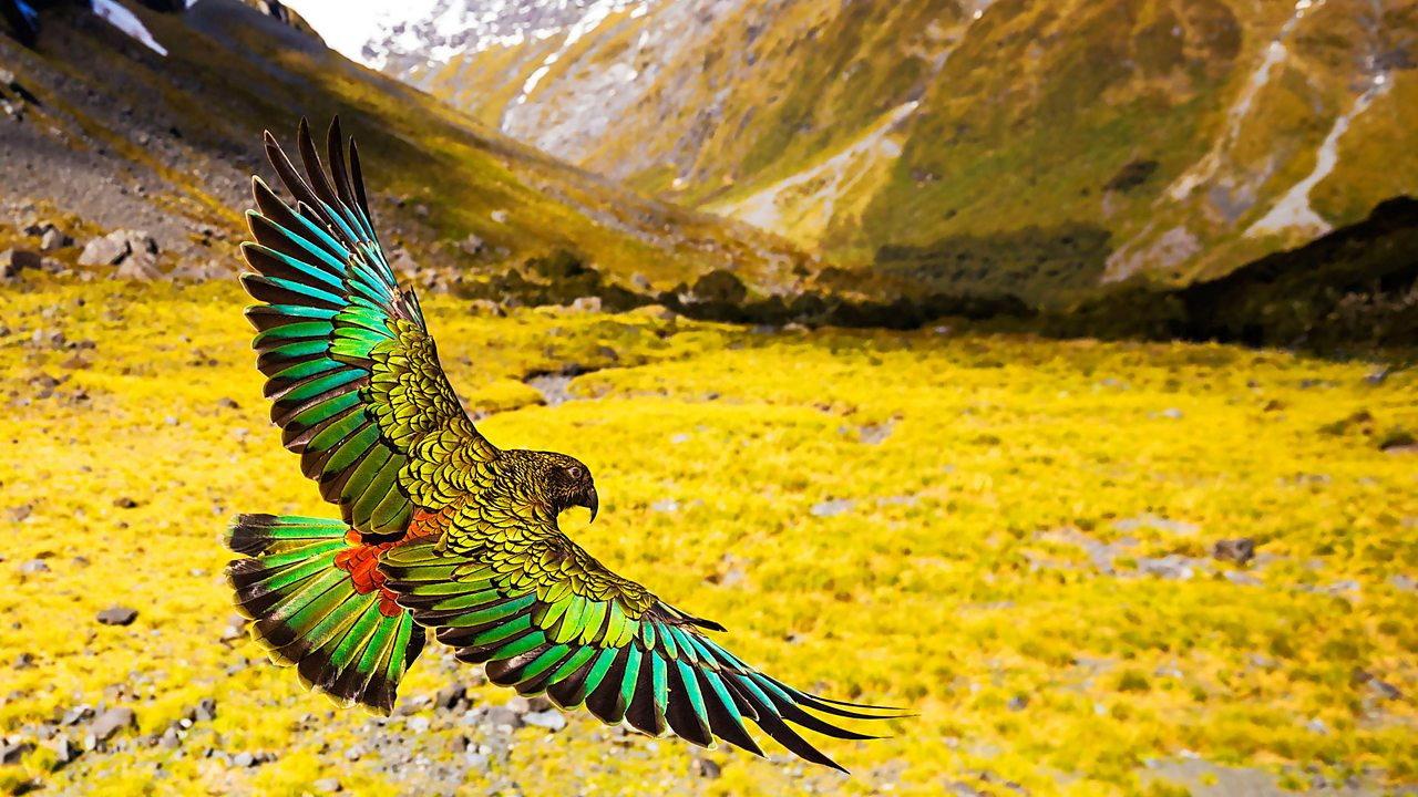 New Zealand: Earth's Mythical Islands 2016 movie scene
