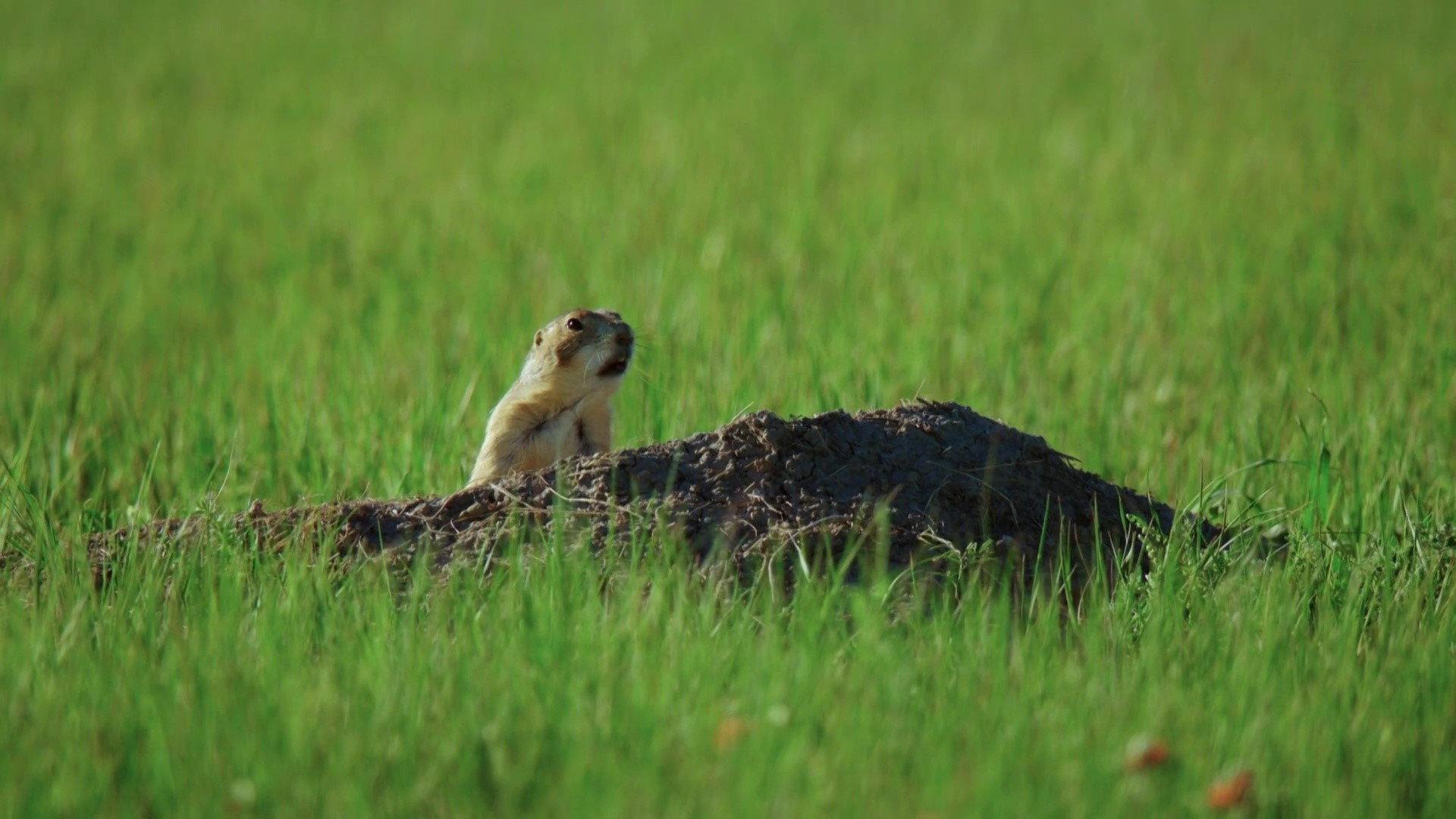 A Prairie Dog's Life 2022 movie scene