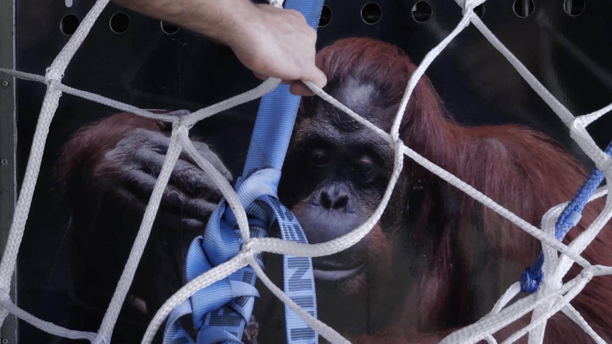 Sandra, The Primate Citizen 2026 movie scene