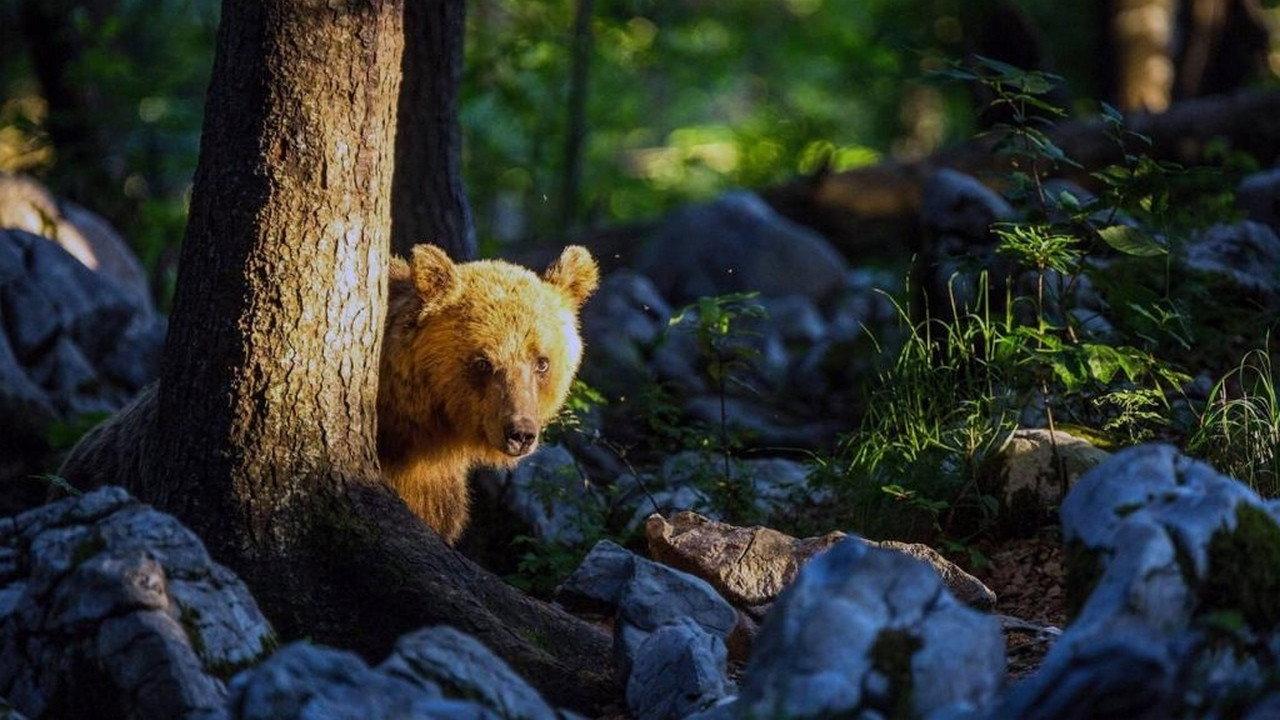 The Return of the Bears 2019 movie scene