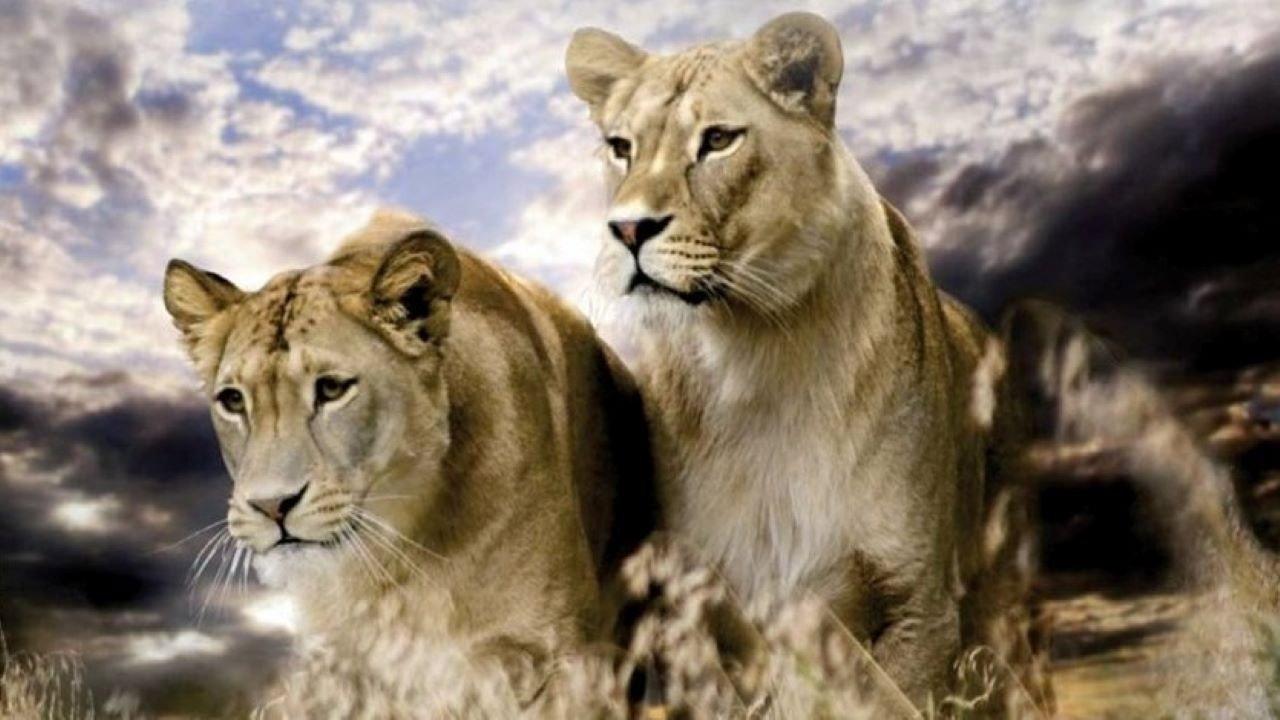 Big Cats: Fast and Dangerous 2012 movie scene