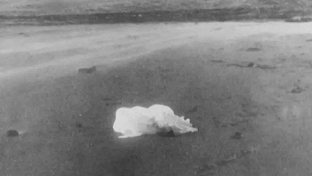 The Jellyfish 1973 movie scene