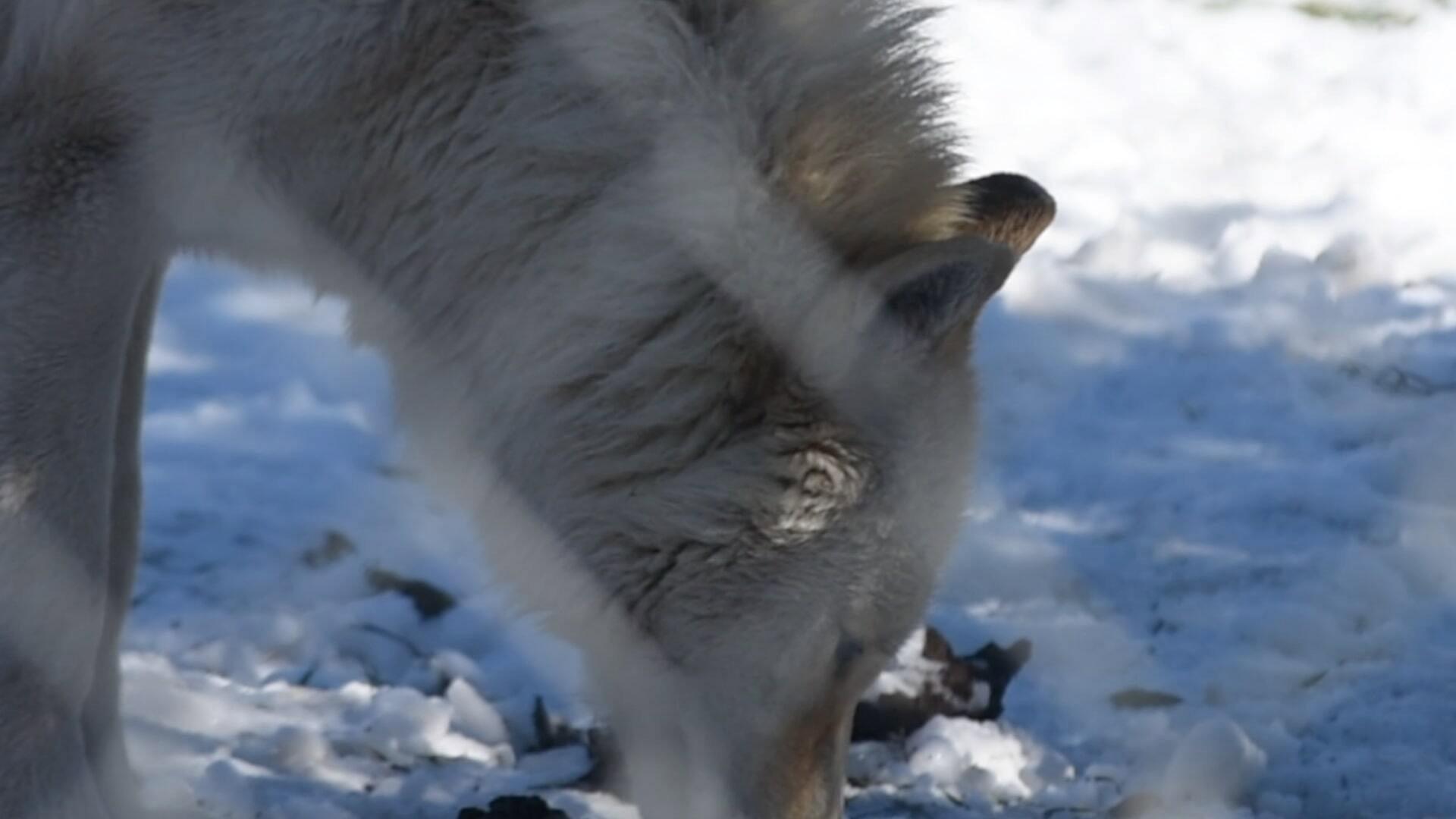 The First Canines 2020 movie scene
