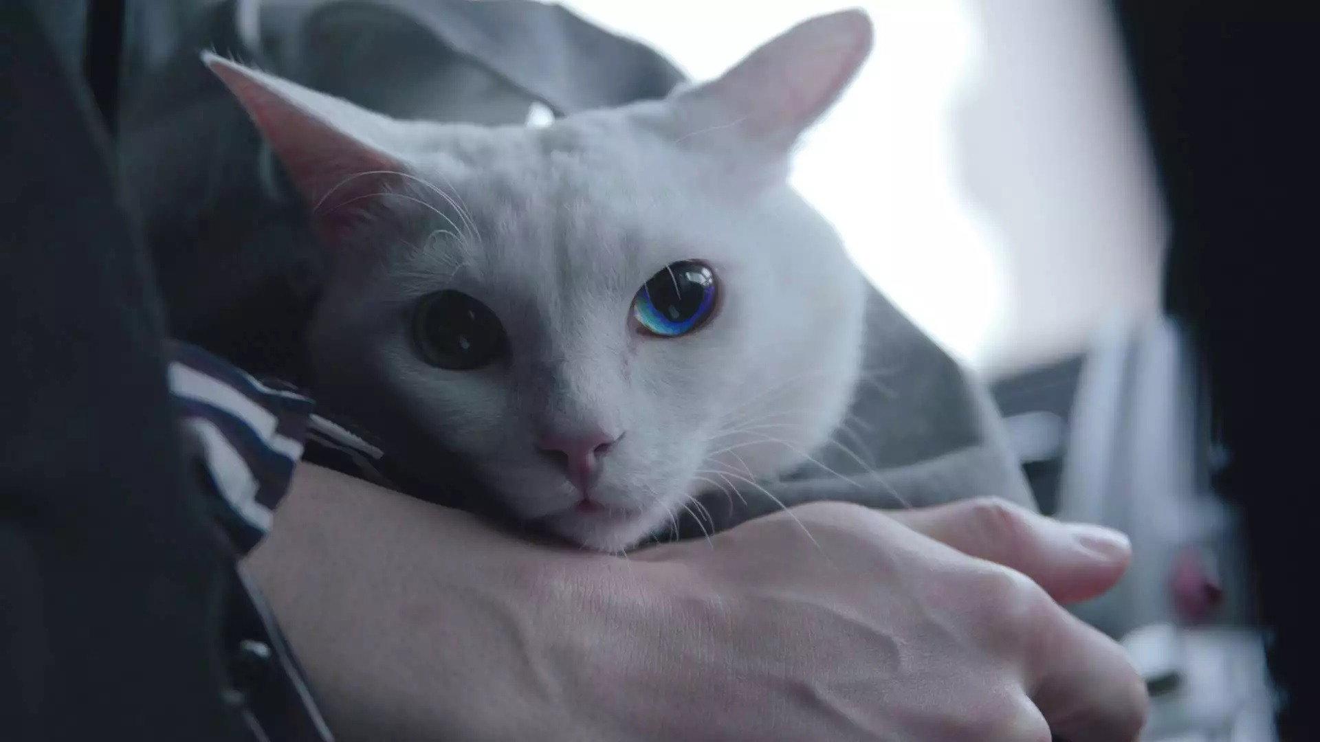 I'm a cat! 2021 movie scene