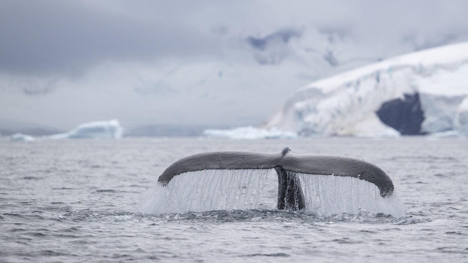Speechless: The Polar Realm 2015 movie scene
