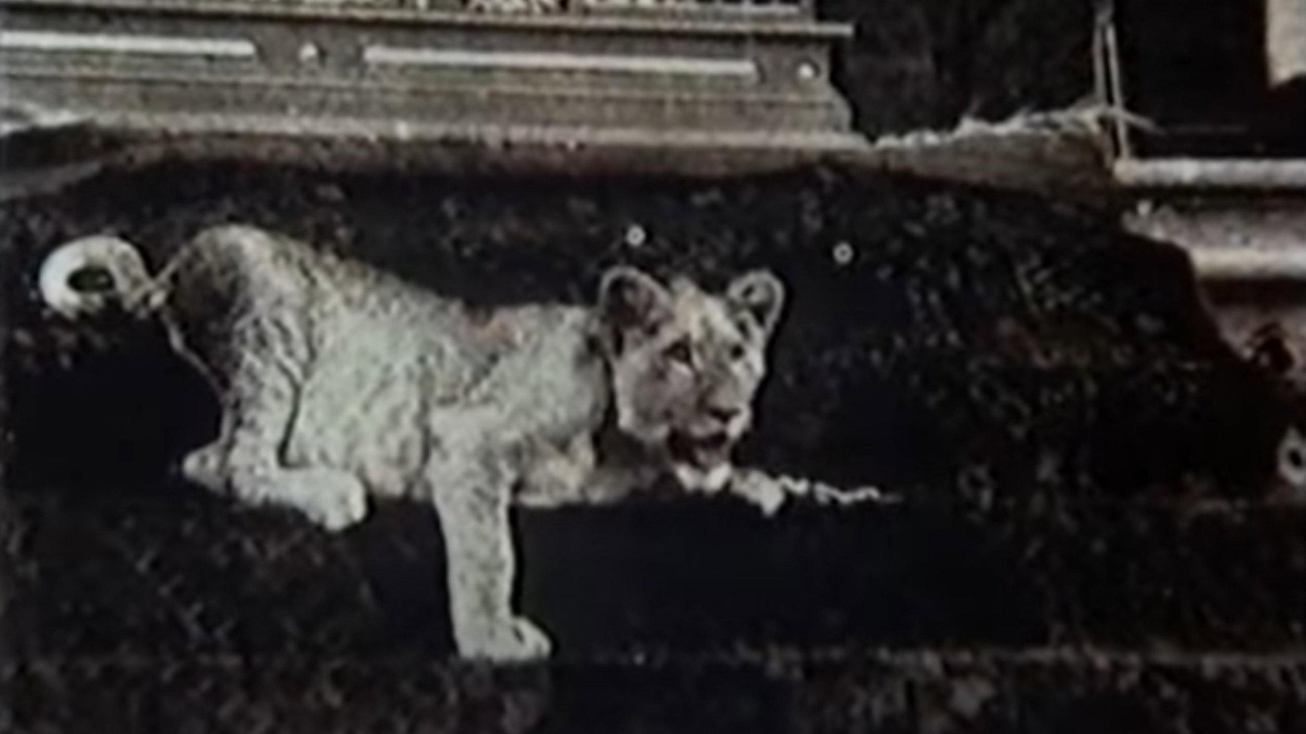 Upon Westminster Bridge 1982 movie scene