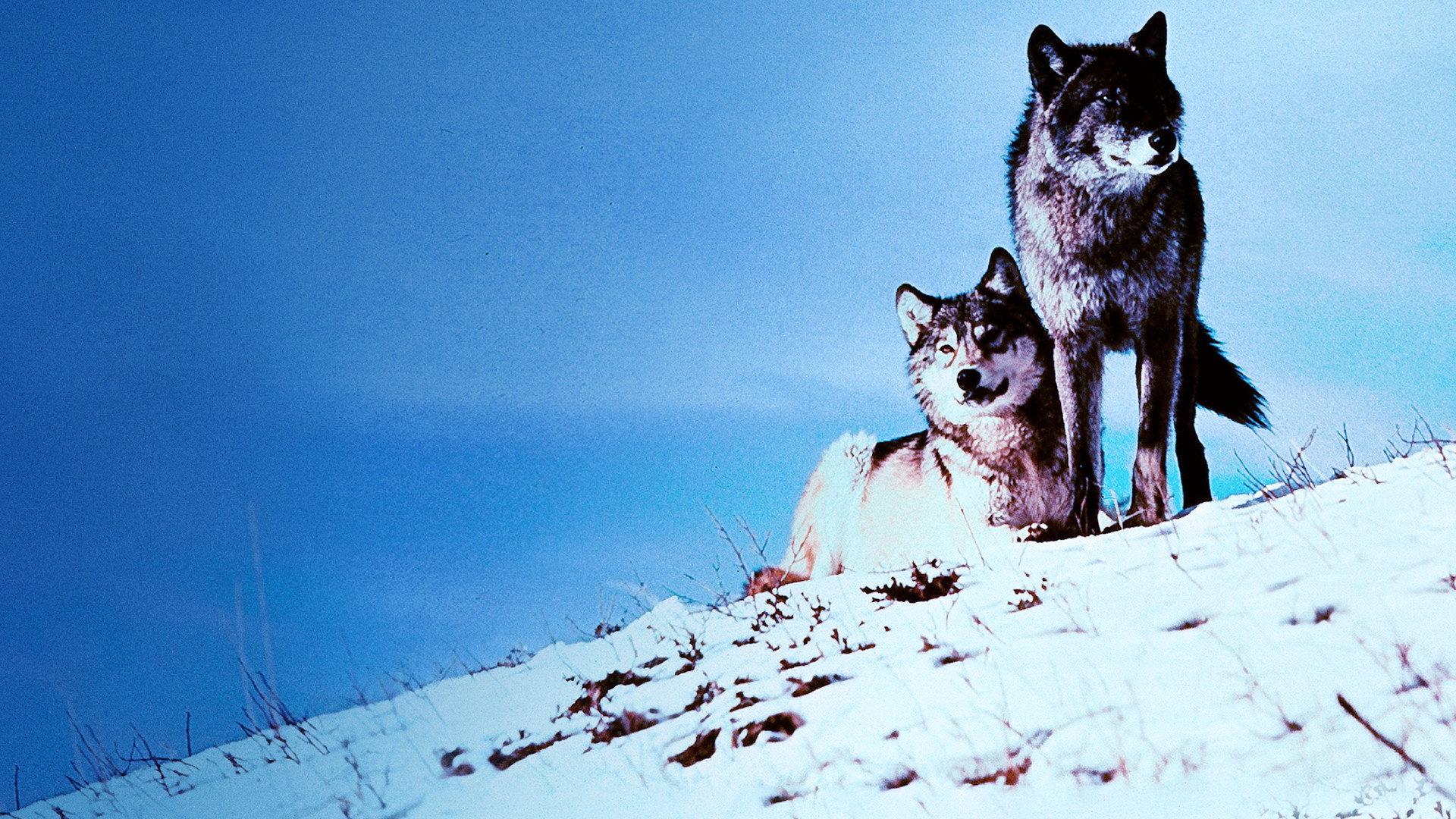 White Wilderness 1958 movie scene