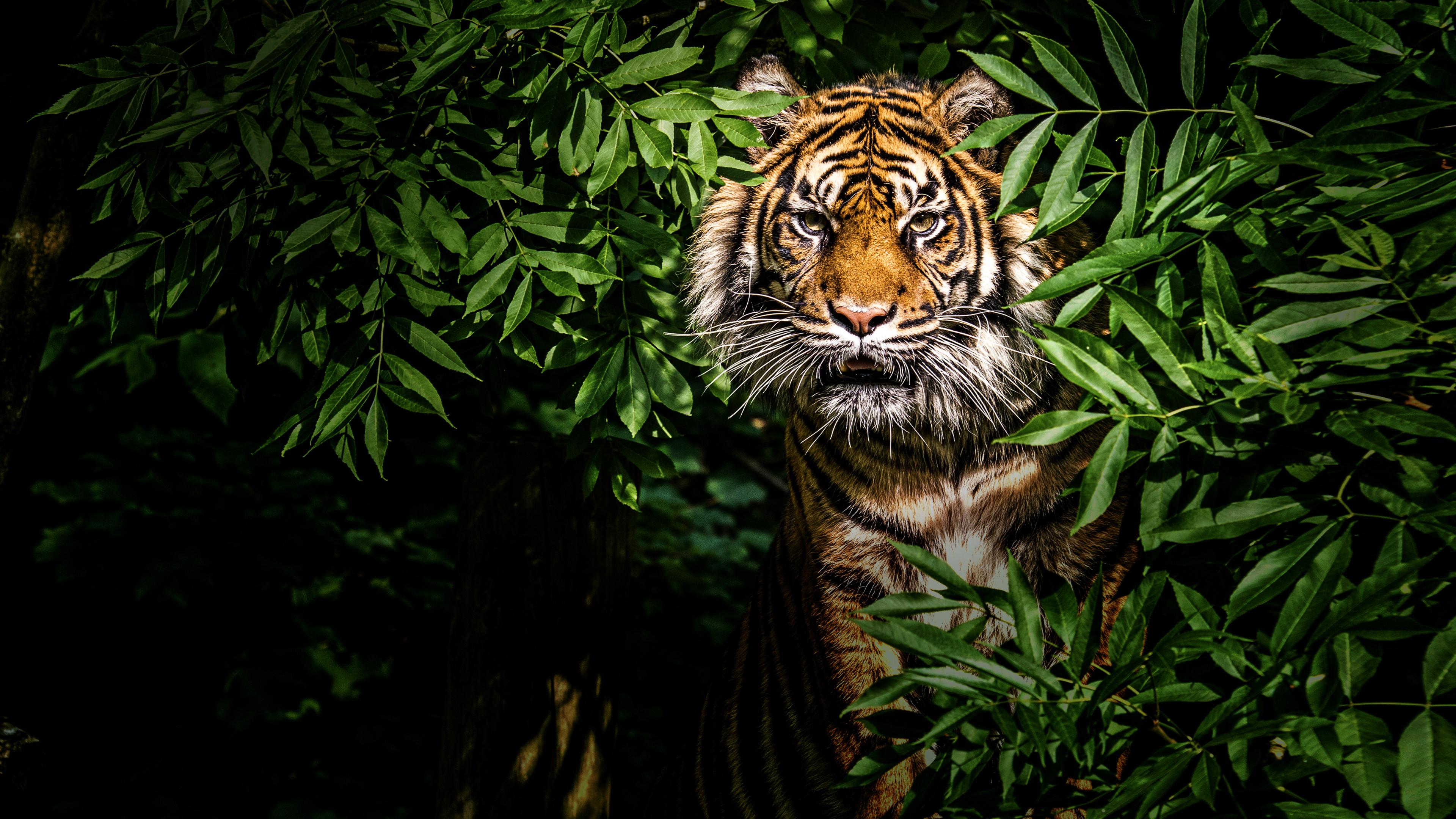 Thailand's Wild Cats 2021 movie scene