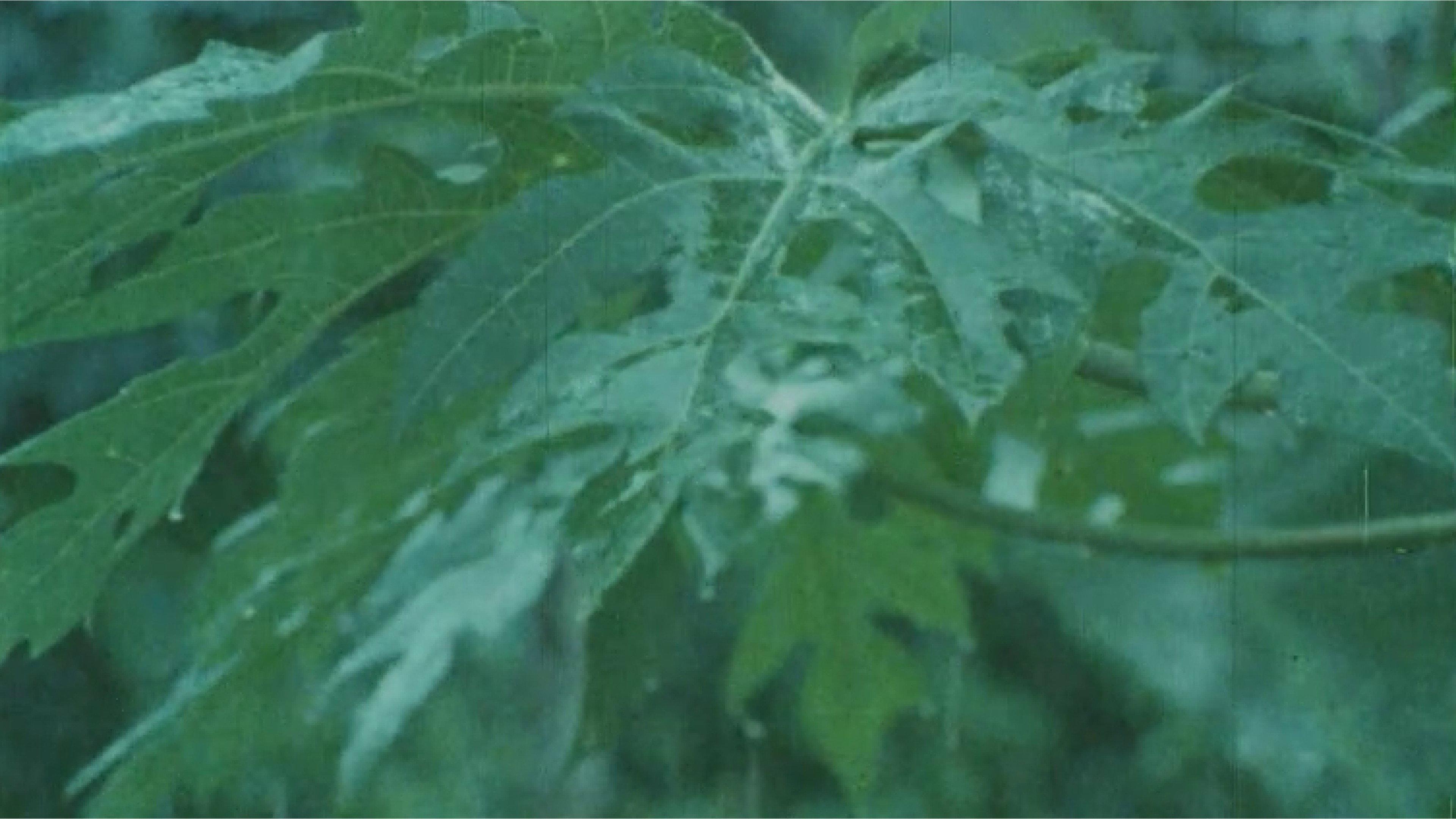Green Dream 1988 movie scene