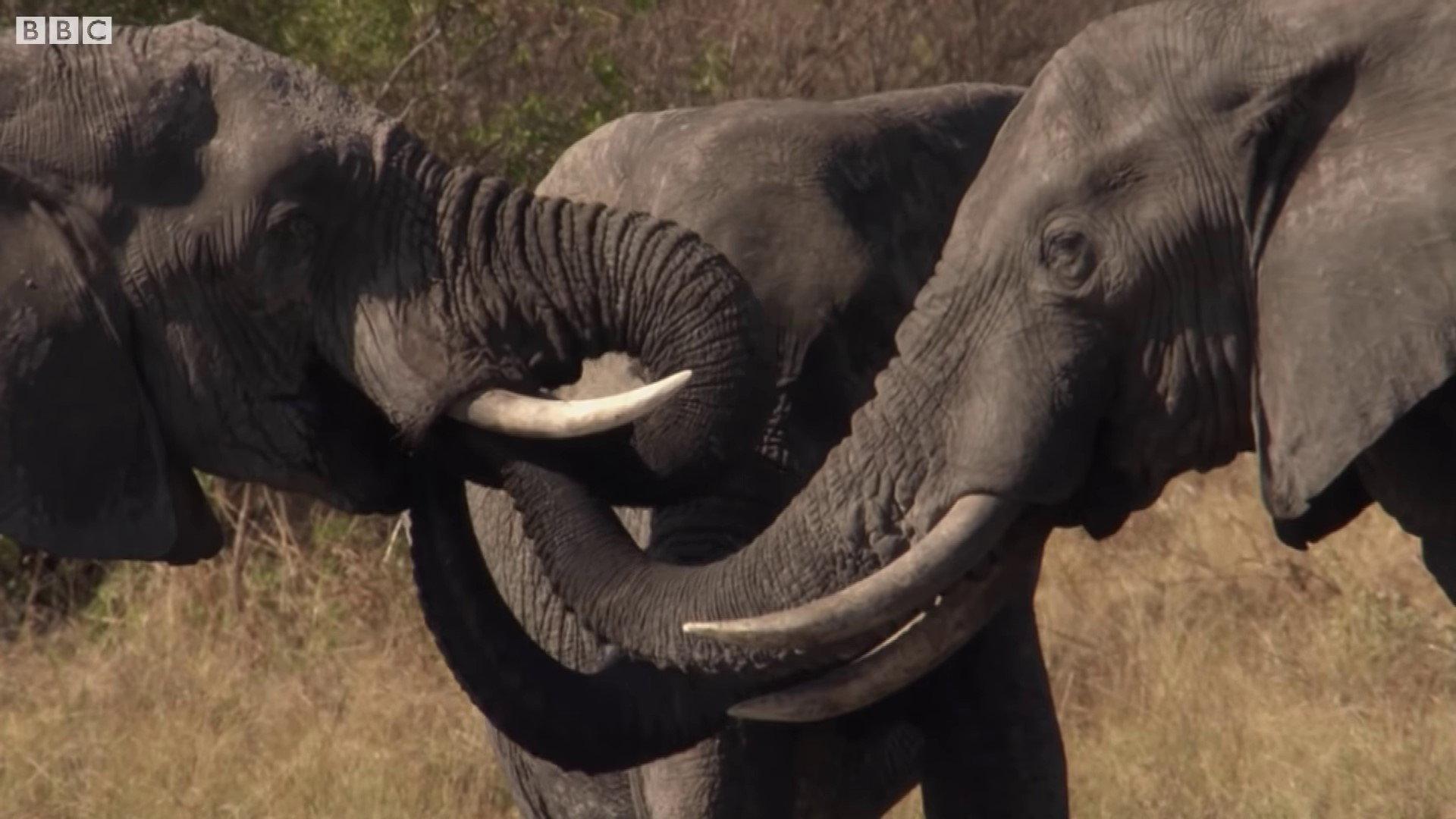 Botswana: Trouble in the Elephant Sanctuary 2019 movie scene
