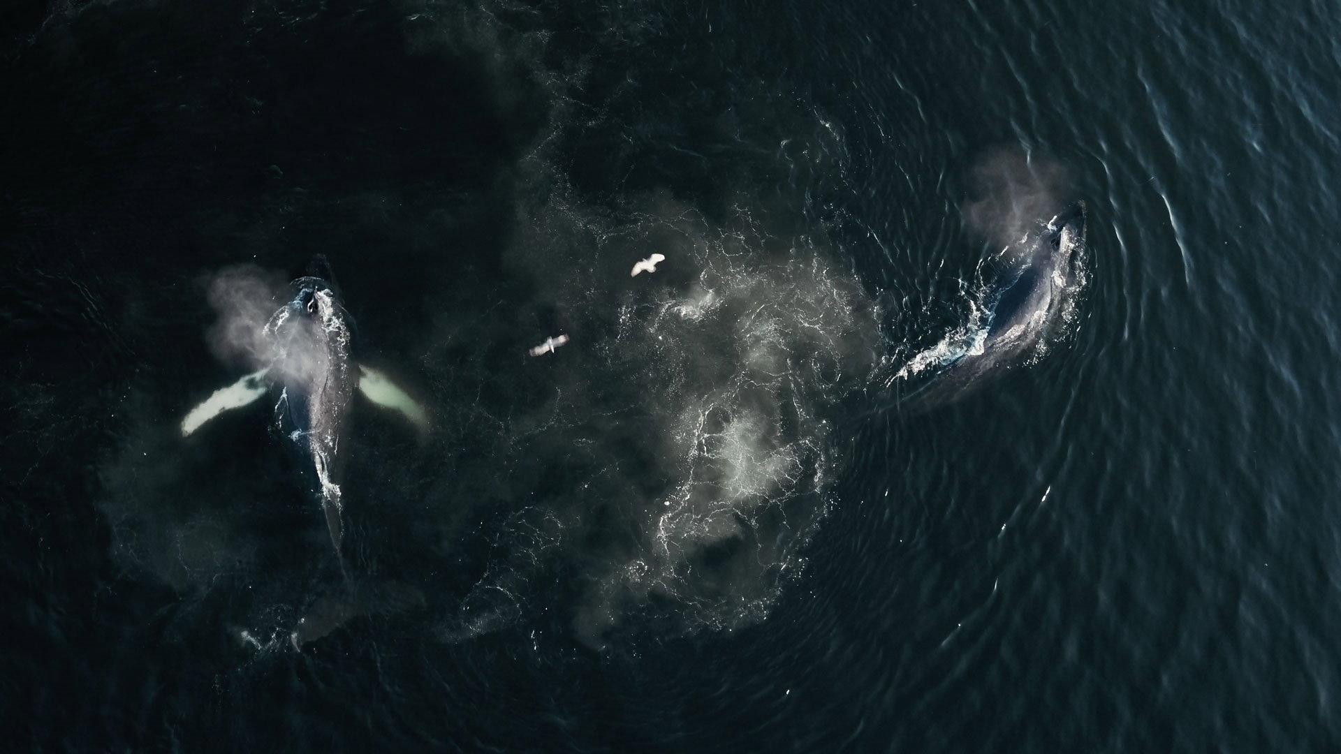 The Whale and the Raven 2019 movie scene