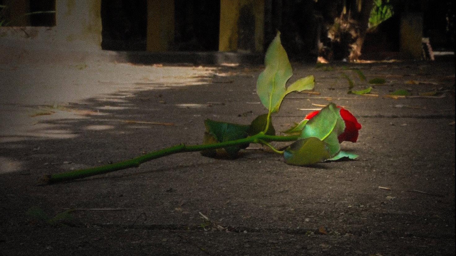 Teinturose  movie scene
