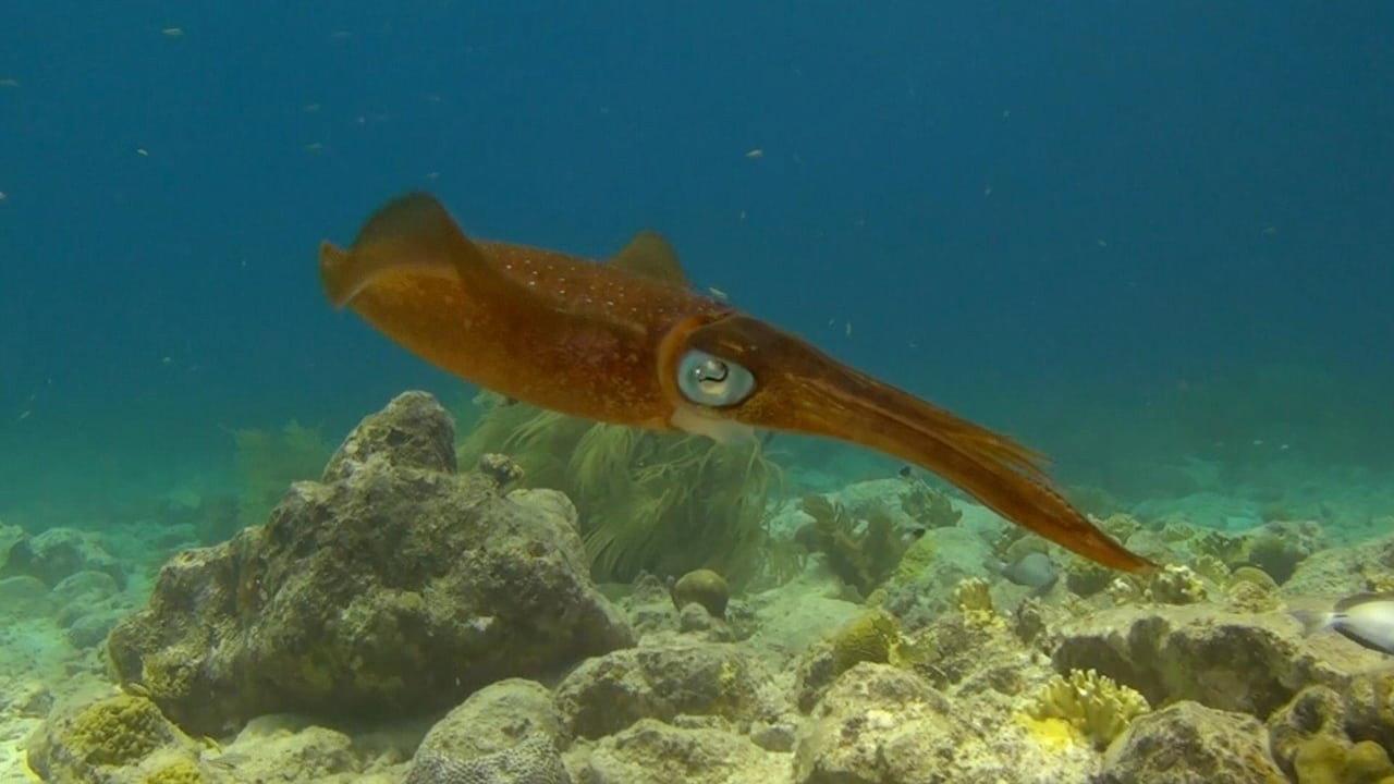 Amazing Ocean 3D 2013 movie scene