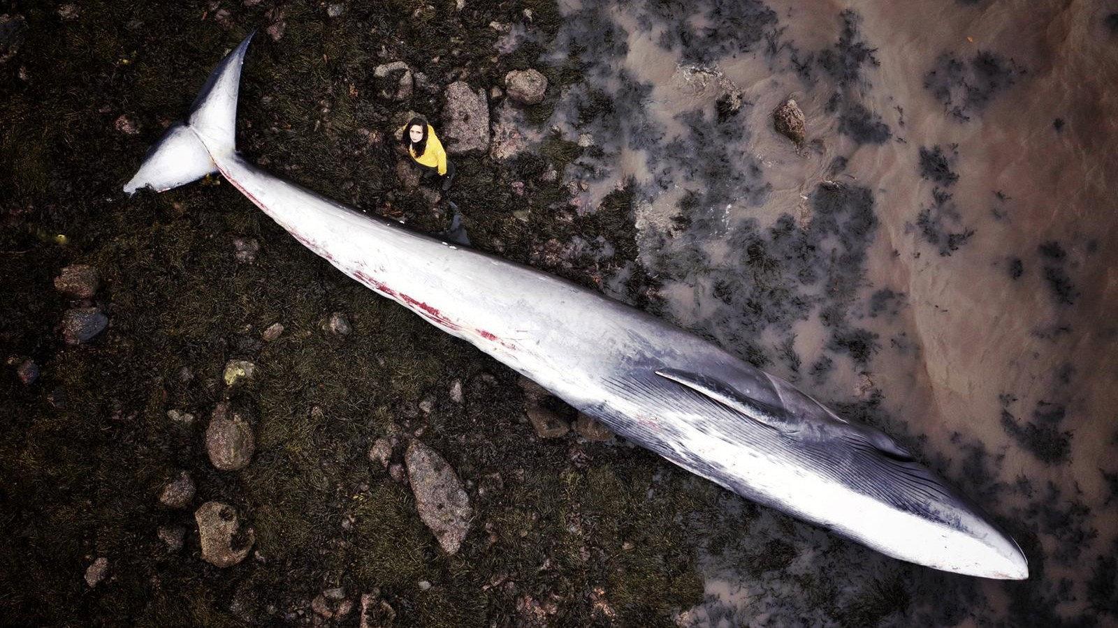 What Killed the Whale? 2022 movie scene