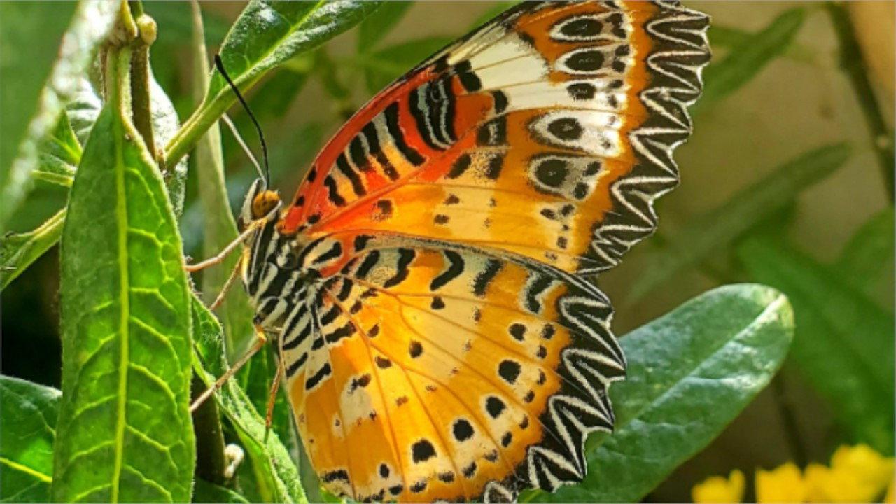 Devenir papillon 2021 movie scene