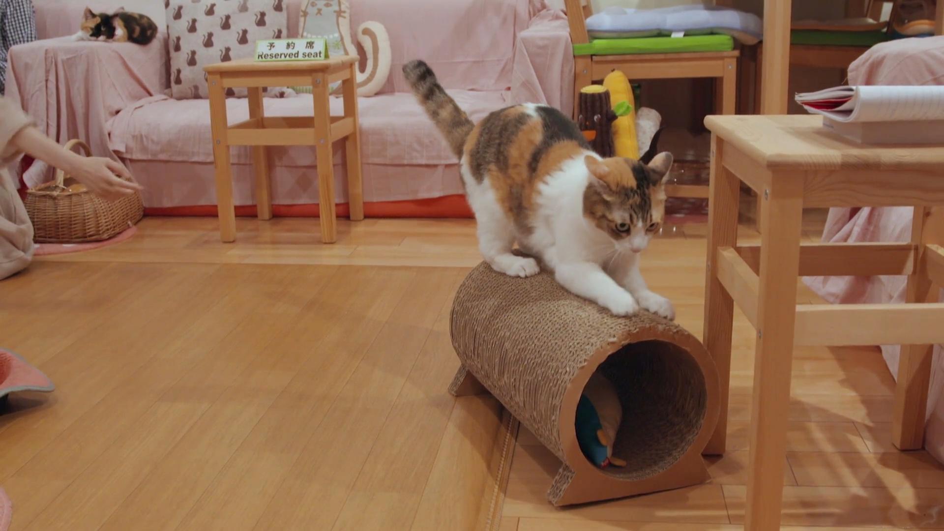 Kittenhood 2015 movie scene