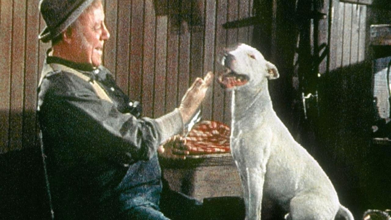 It's a Dog's Life 1955 movie scene