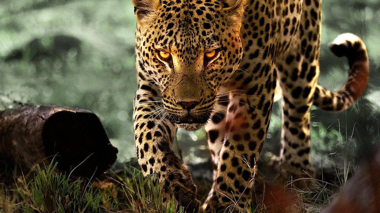 Living with Leopards 2024 movie scene